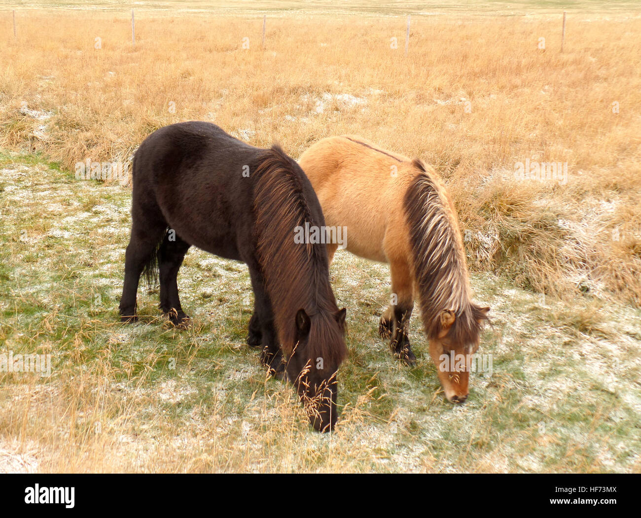 One dark brown and one light brown Icelandic horses eating grass side by side in the field, Iceland Stock Photo
