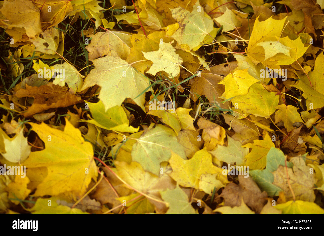 AUTUMN LEAF on ground Stock Photo