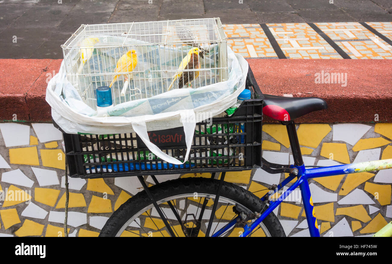Canary seller with birds in cage on back of bike outside city indoor market in Las Palmas, Gran Canaria, Canary Islands, Spain Stock Photo