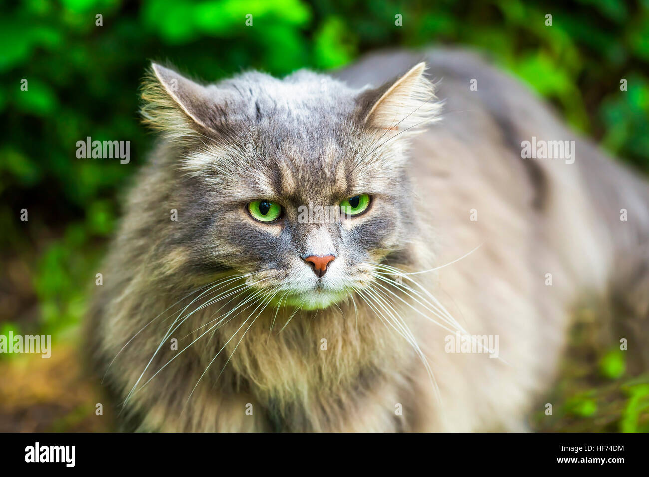 Cat garden grass hi-res stock photography and images - Alamy