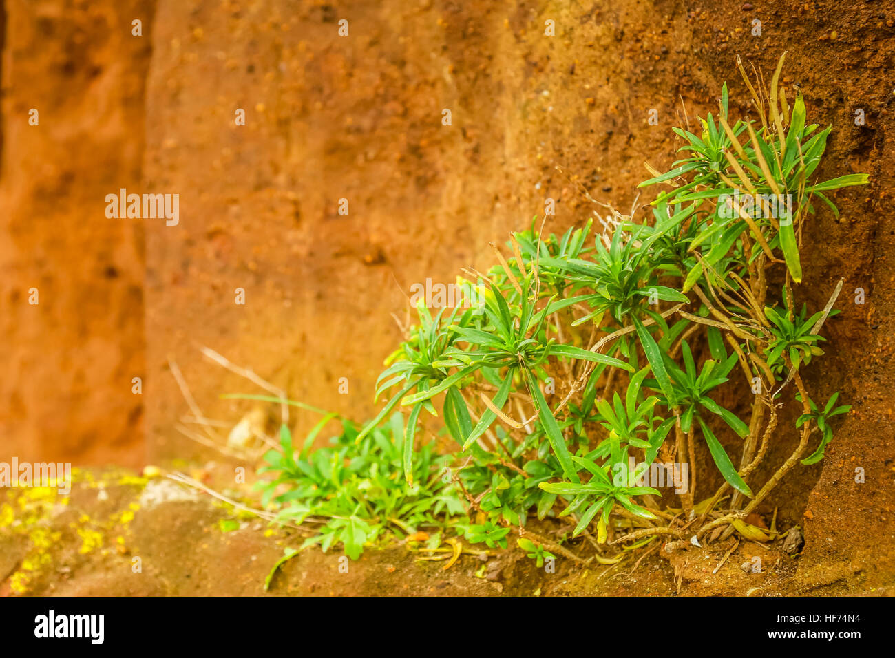 Green plant life clinging a red sandstone cliff at a coastal site in Norfolk Stock Photo