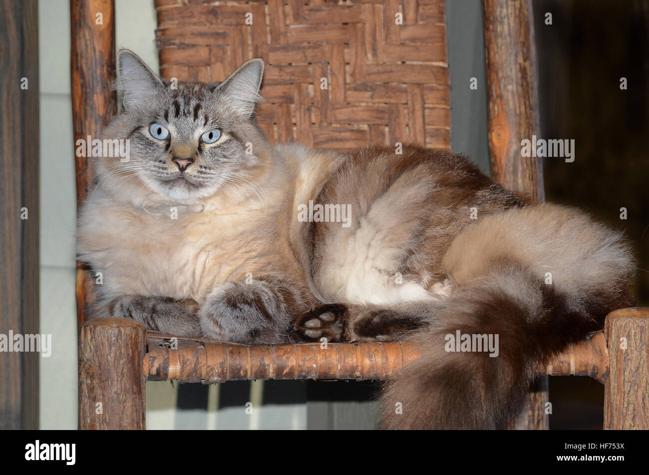 A beautiful blue eyed Siamese, Balinese mixed cat lying on a rustic chair with split oak seat and back. Stock Photo