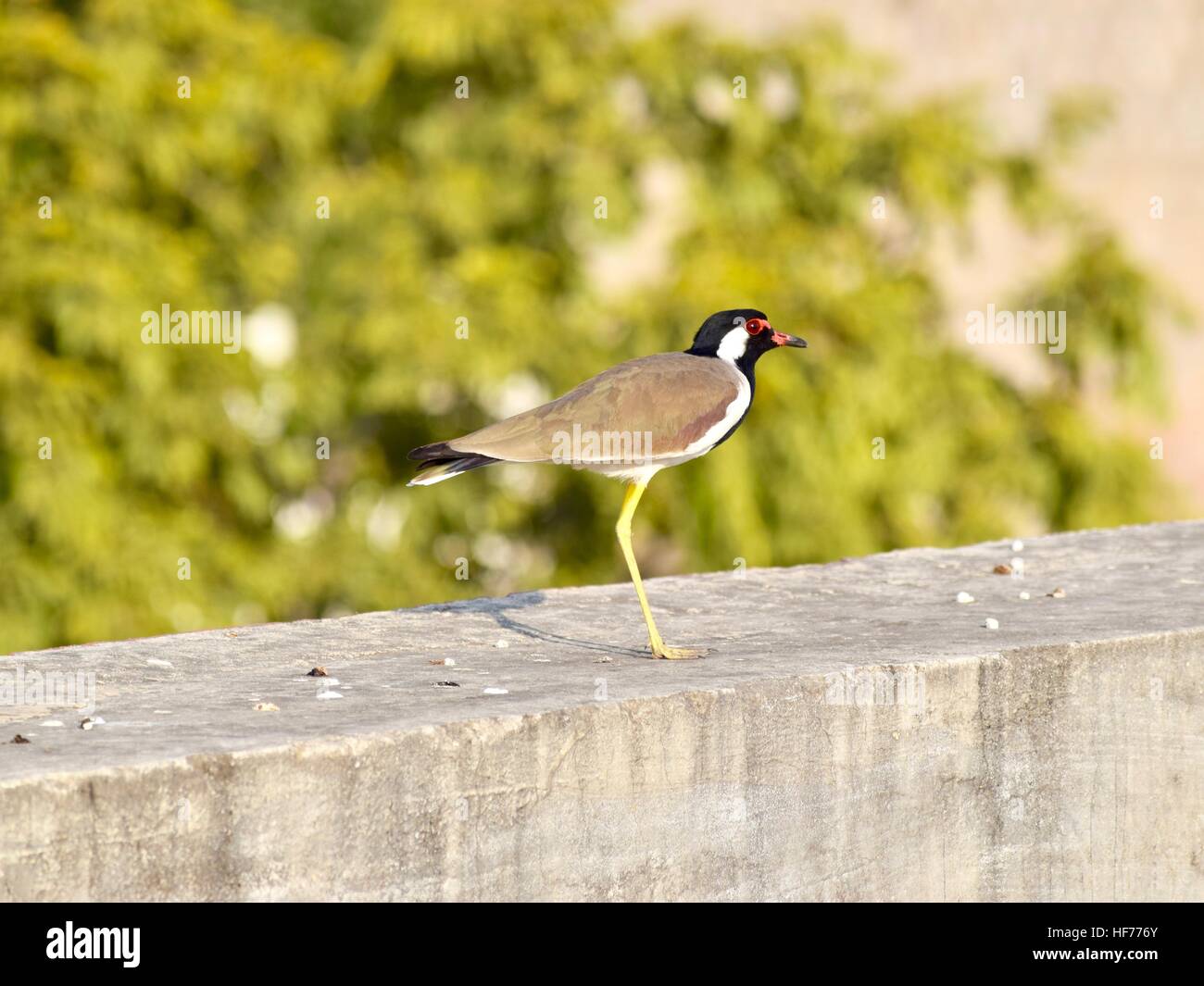 A Bird Standing On Single Leg Stock Photo - Alamy