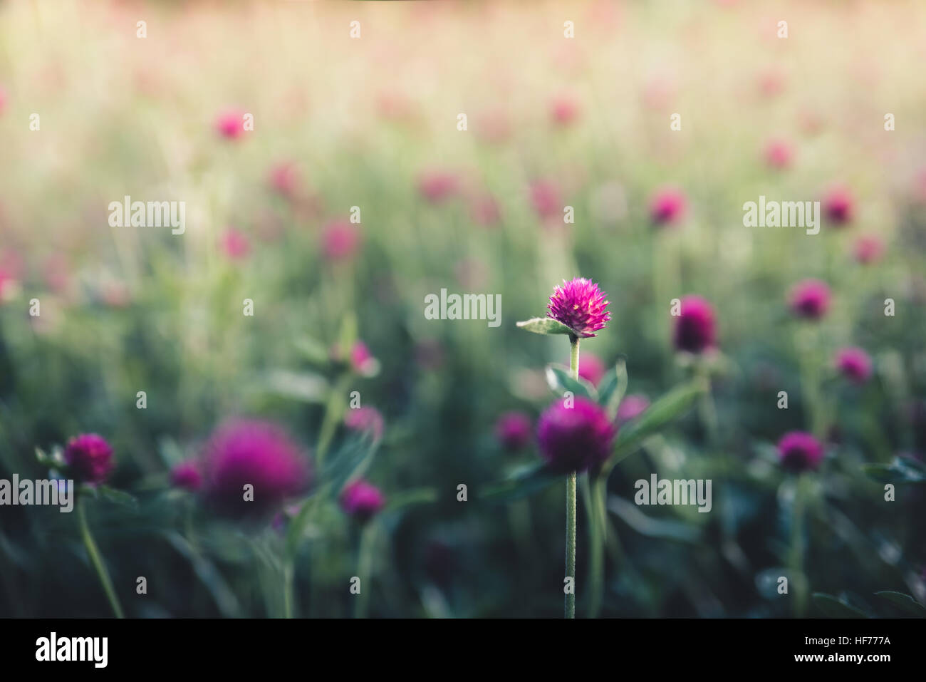 Pink and purple blooms hi-res stock photography and images - Alamy