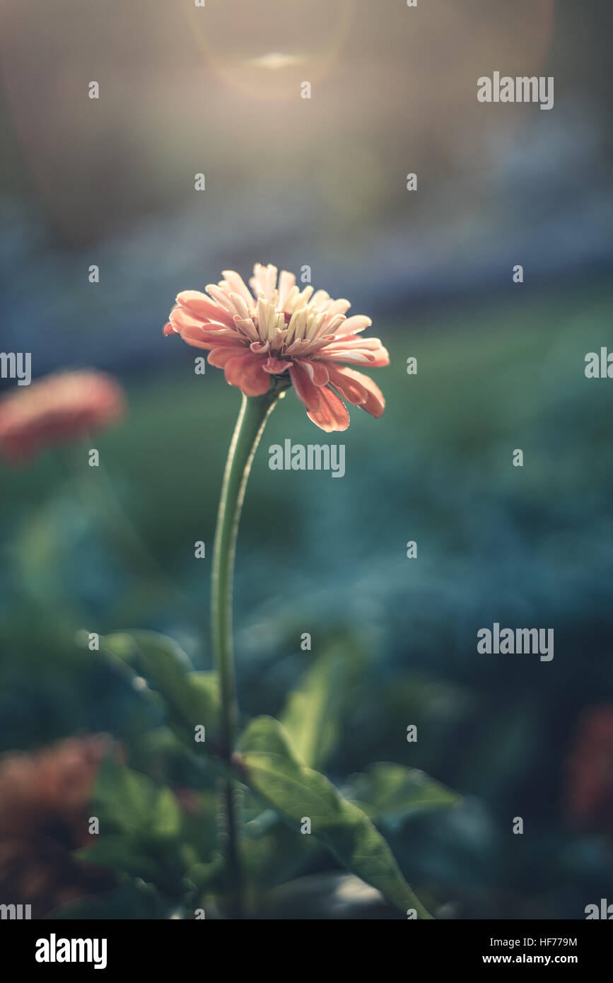 Lone flower in sunlight Stock Photo - Alamy