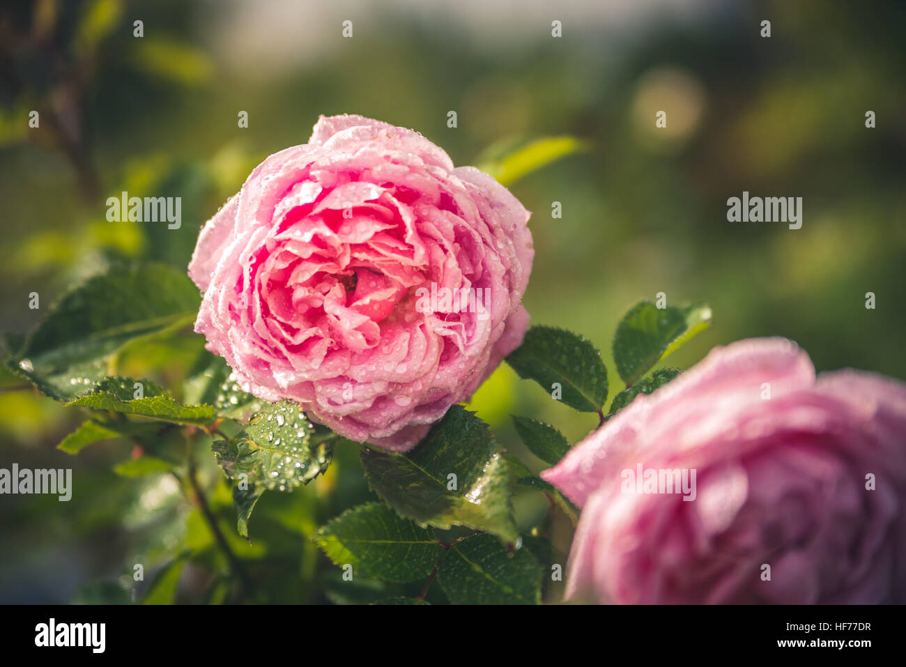 Pink garden roses Stock Photo Alamy
