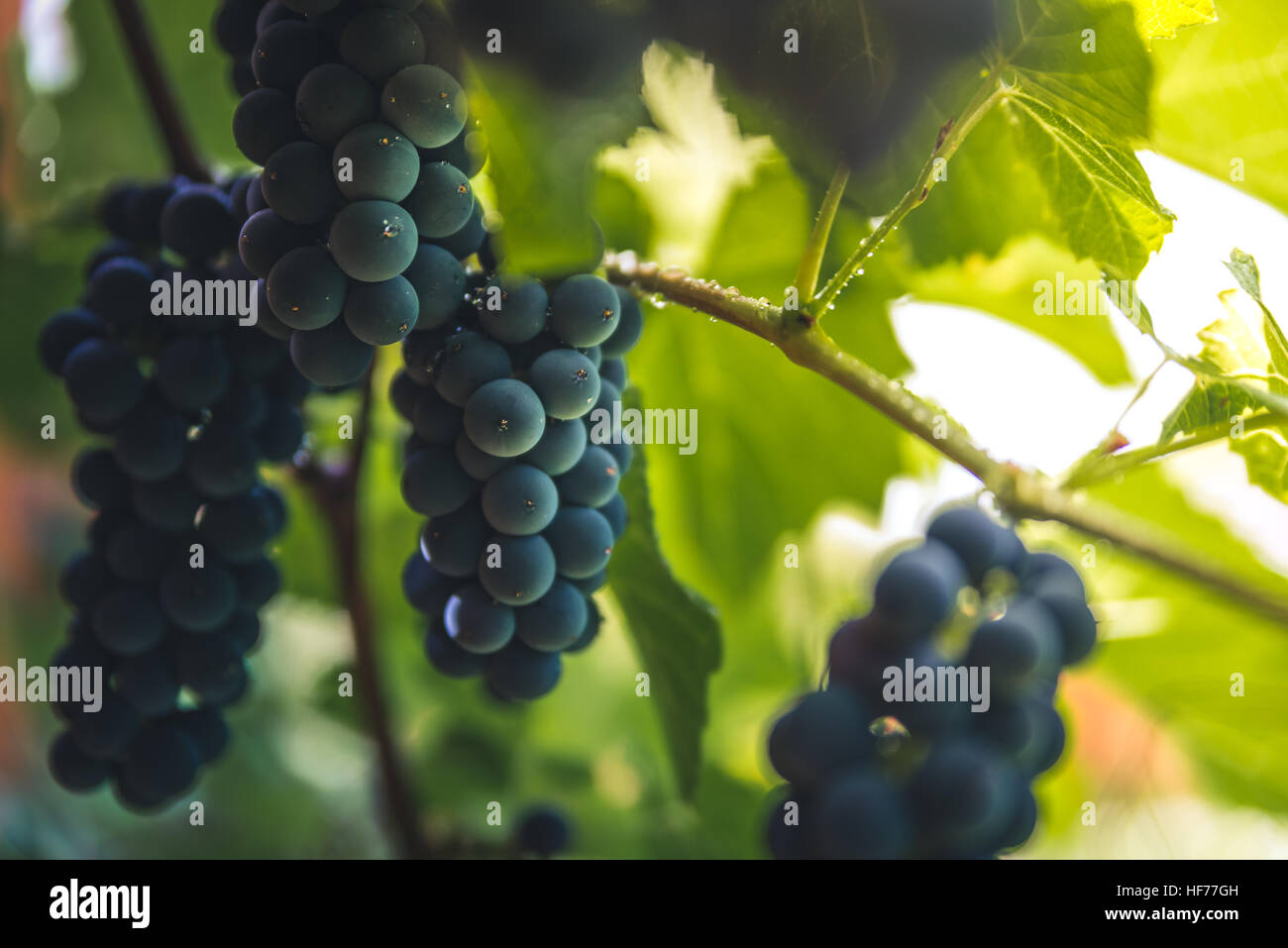 Grapes in a garden Stock Photo Alamy