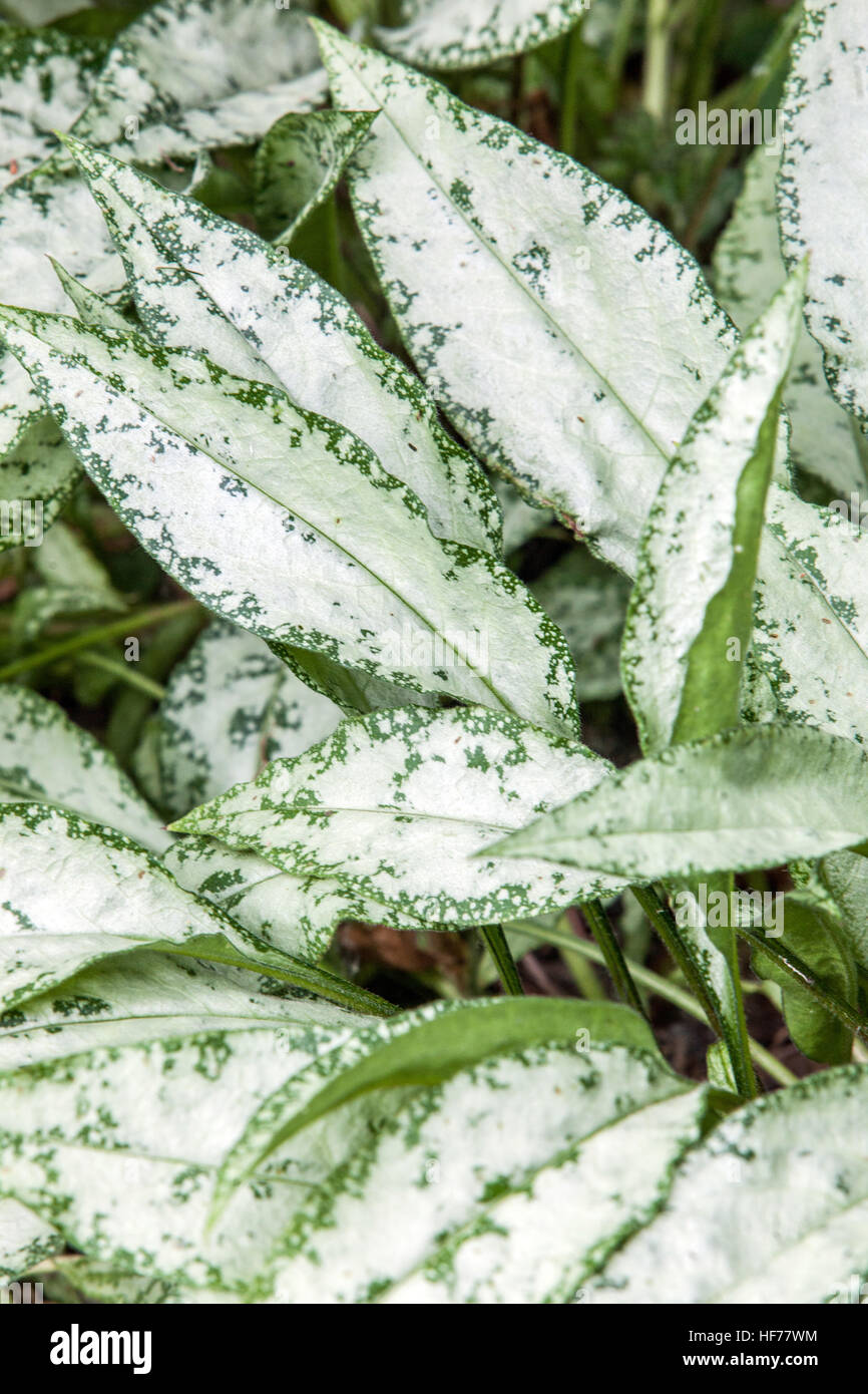 Lungwort Pulmonaria Diana Clare with silver decorative leaves Stock Photo