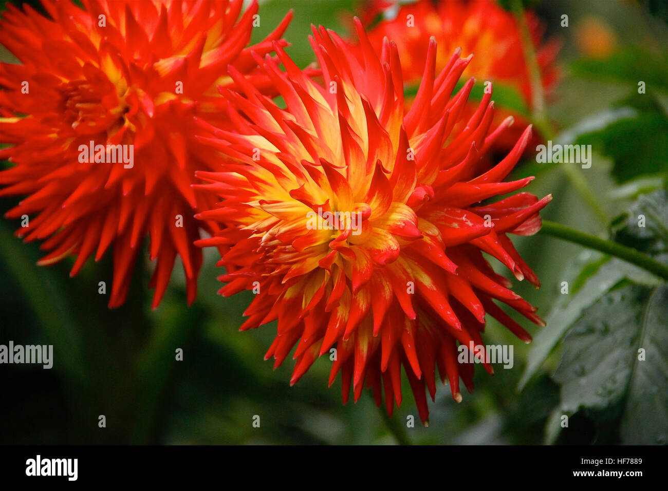 Yellow and Red Chrysanthemum Stock Photo