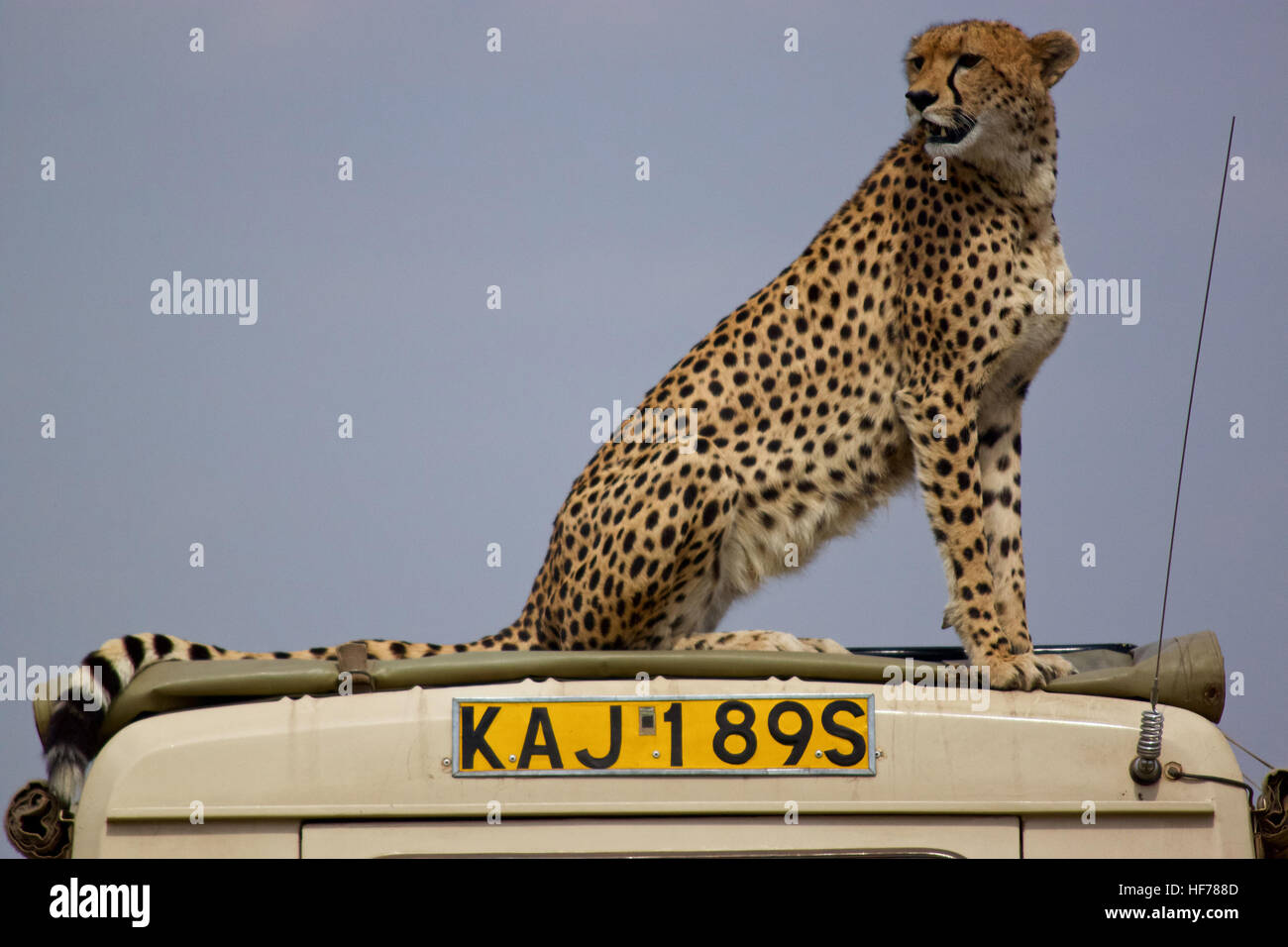 Cheetah on safari vehicle (Acinonyx jubatus) Stock Photo