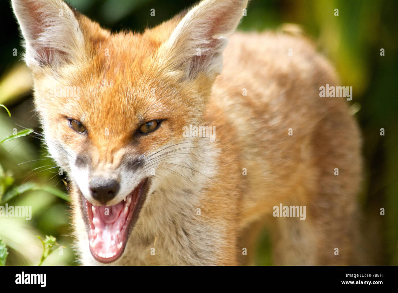 foxin brightlight foxin brightlight