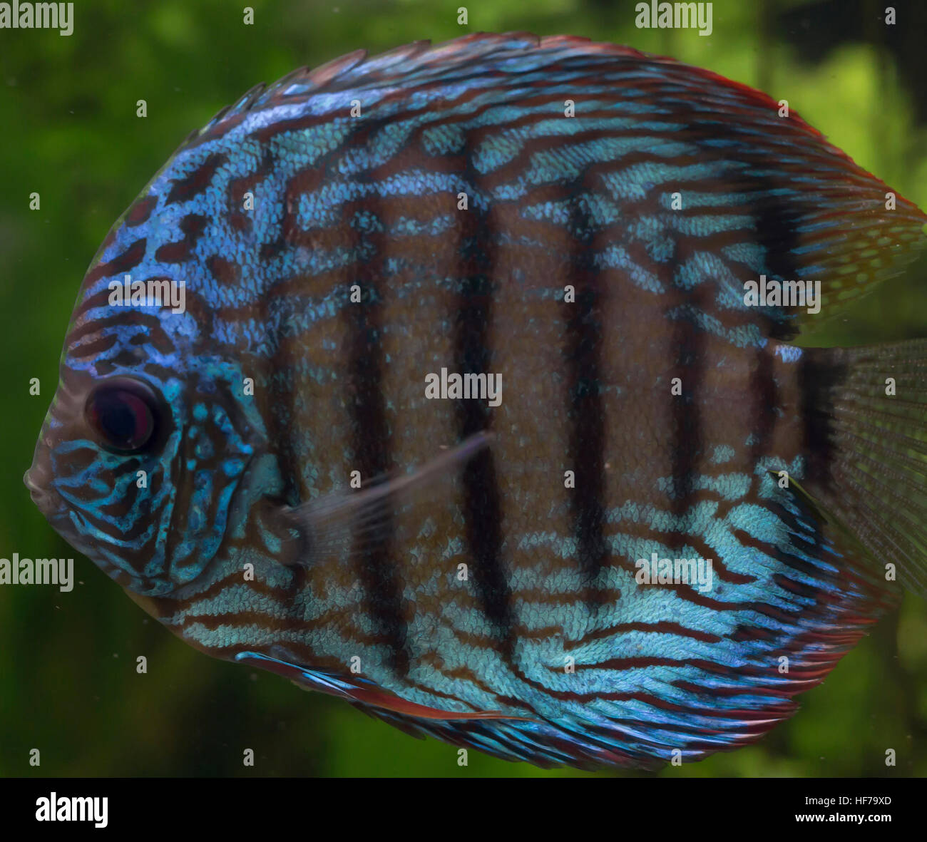 Close up of a blue discus fish (Symphysodon aequifasciatus) Stock Photo