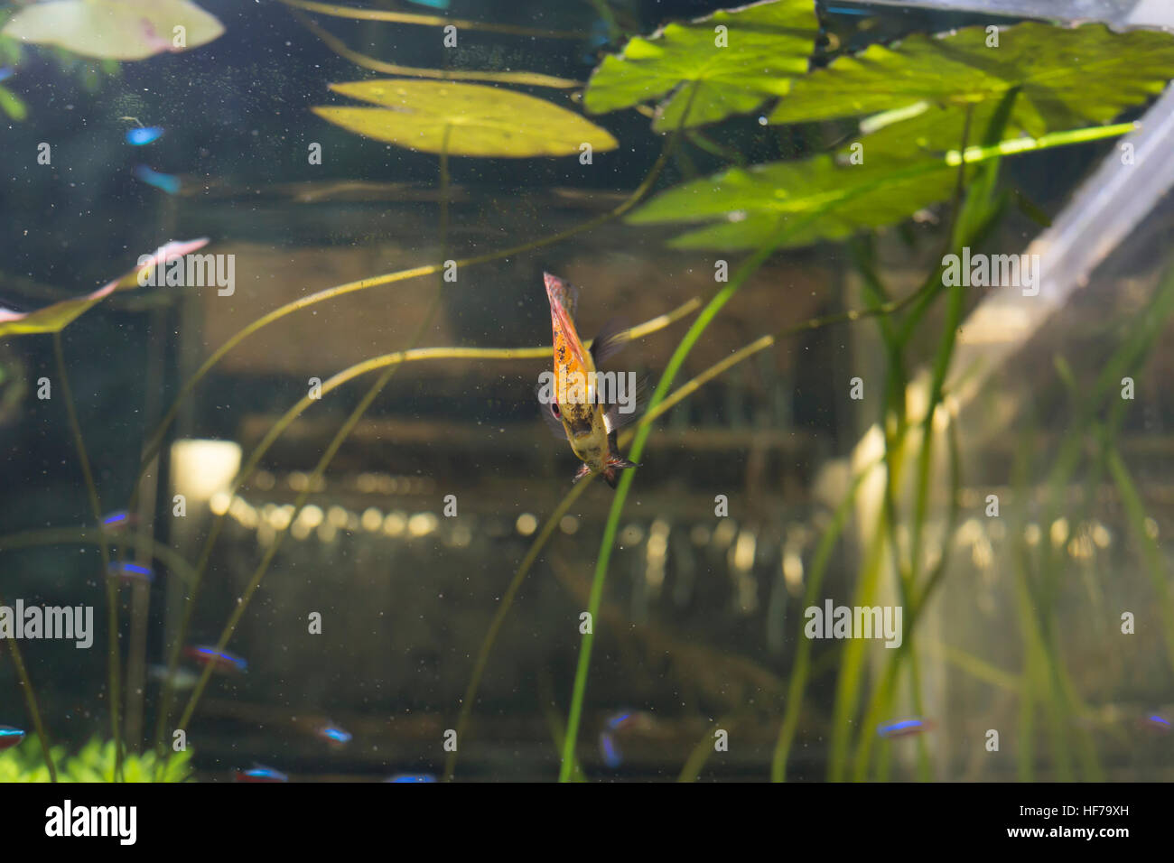 Orange pigeon blood discus fish (Symphysodon discus) in an aquarium Stock Photo
