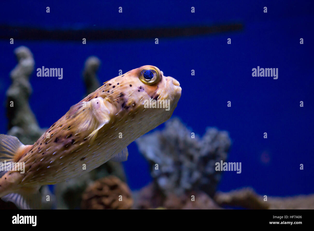 Close up of a pufferfish Stock Photo