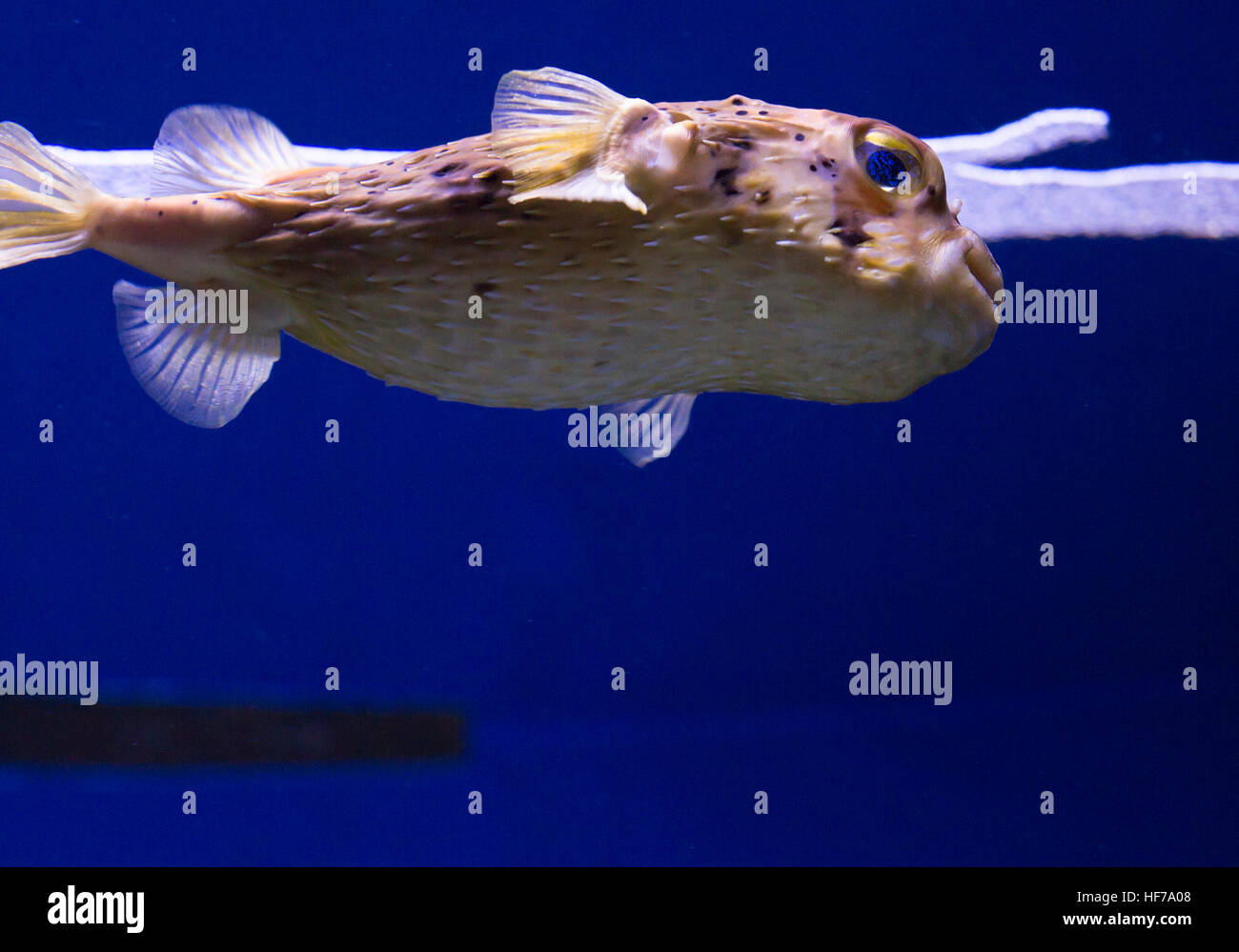 Close up of a pufferfish Stock Photo