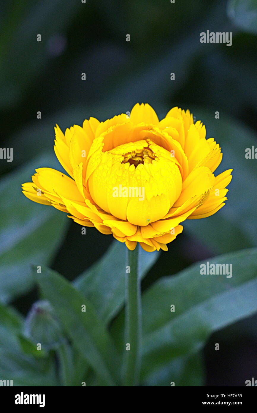 Flower in park Stock Photo - Alamy