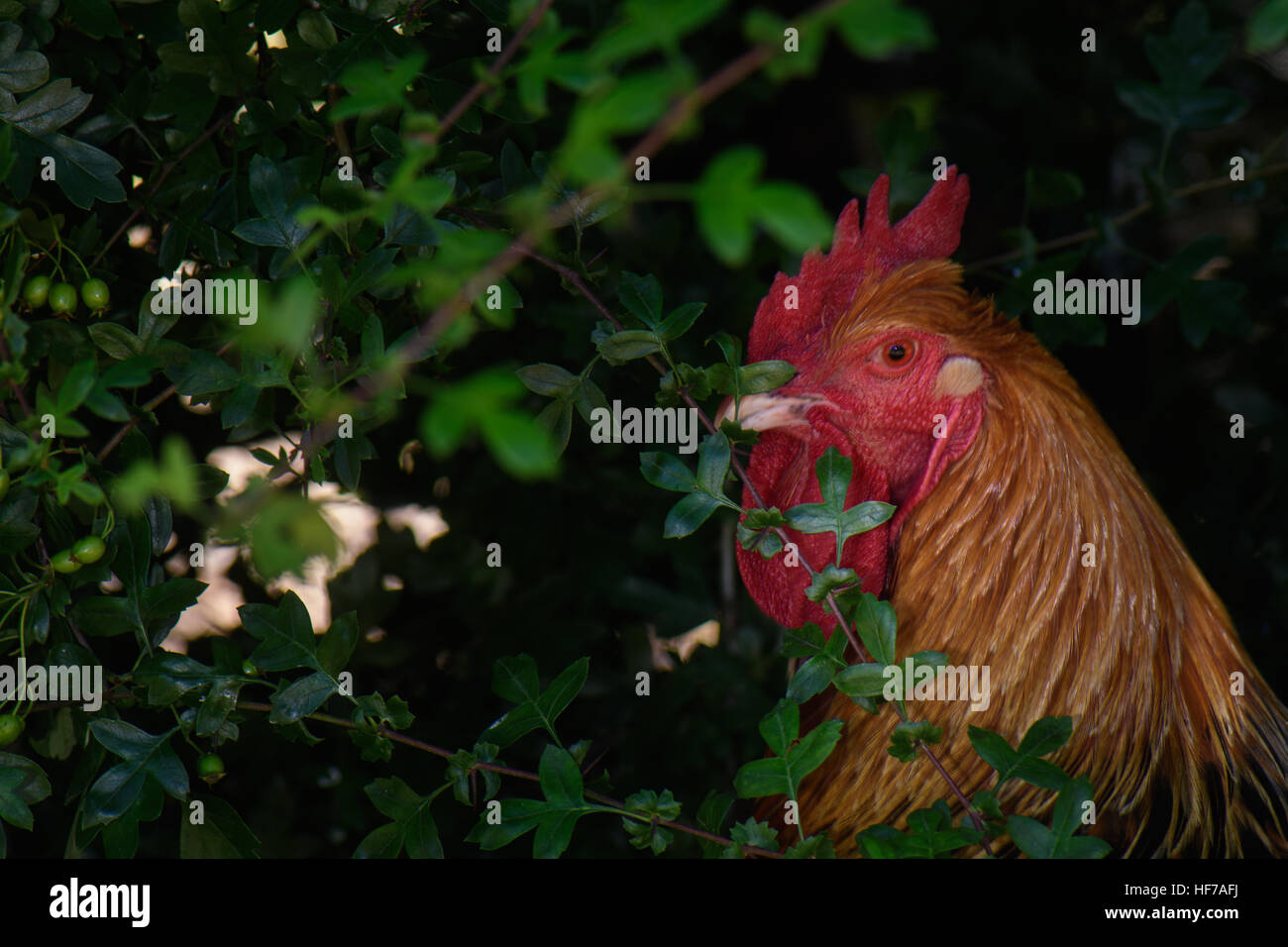 Buff Sussex Rooster explores the garden, Stock Photo