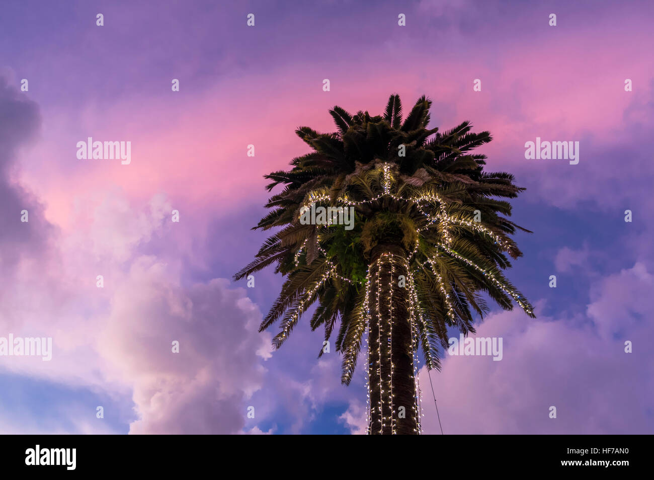 Christmas Decorations In Palm Tree High Resolution Stock ...
