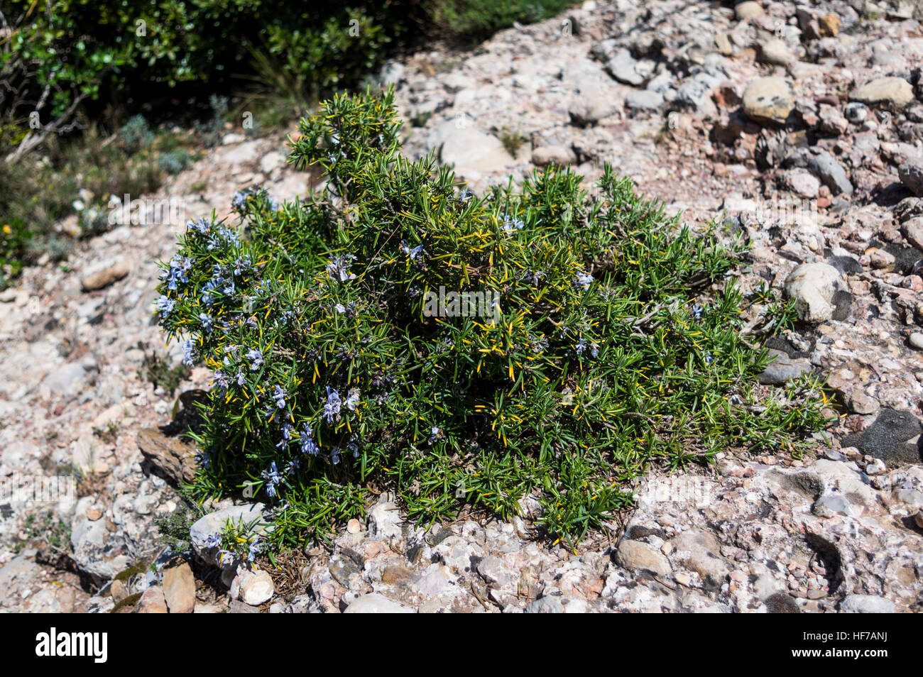 Rosemary (Rosmarinus officinalis) growing on conglomerate rock soil in Catalonia, Spain. Stock Photo