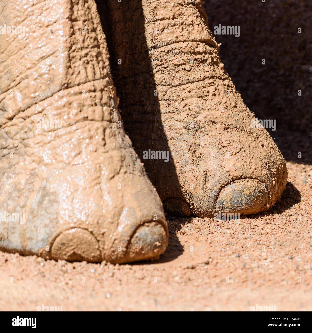 Elephant Legs Closeup Stock Photo