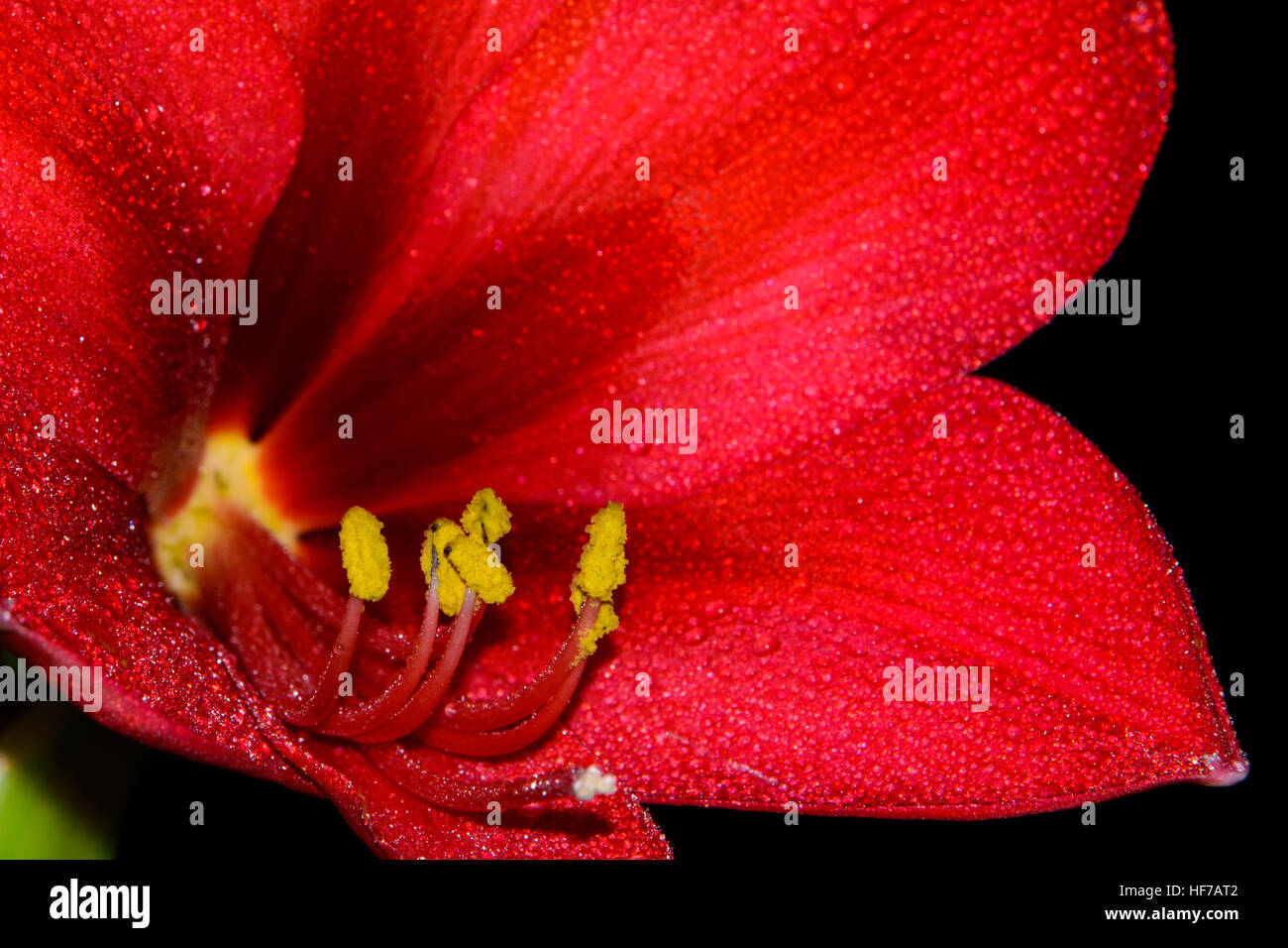 Close-up of Bright Red Amaryllis flowers  - Hippeastrum - bloom against black background Stock Photo