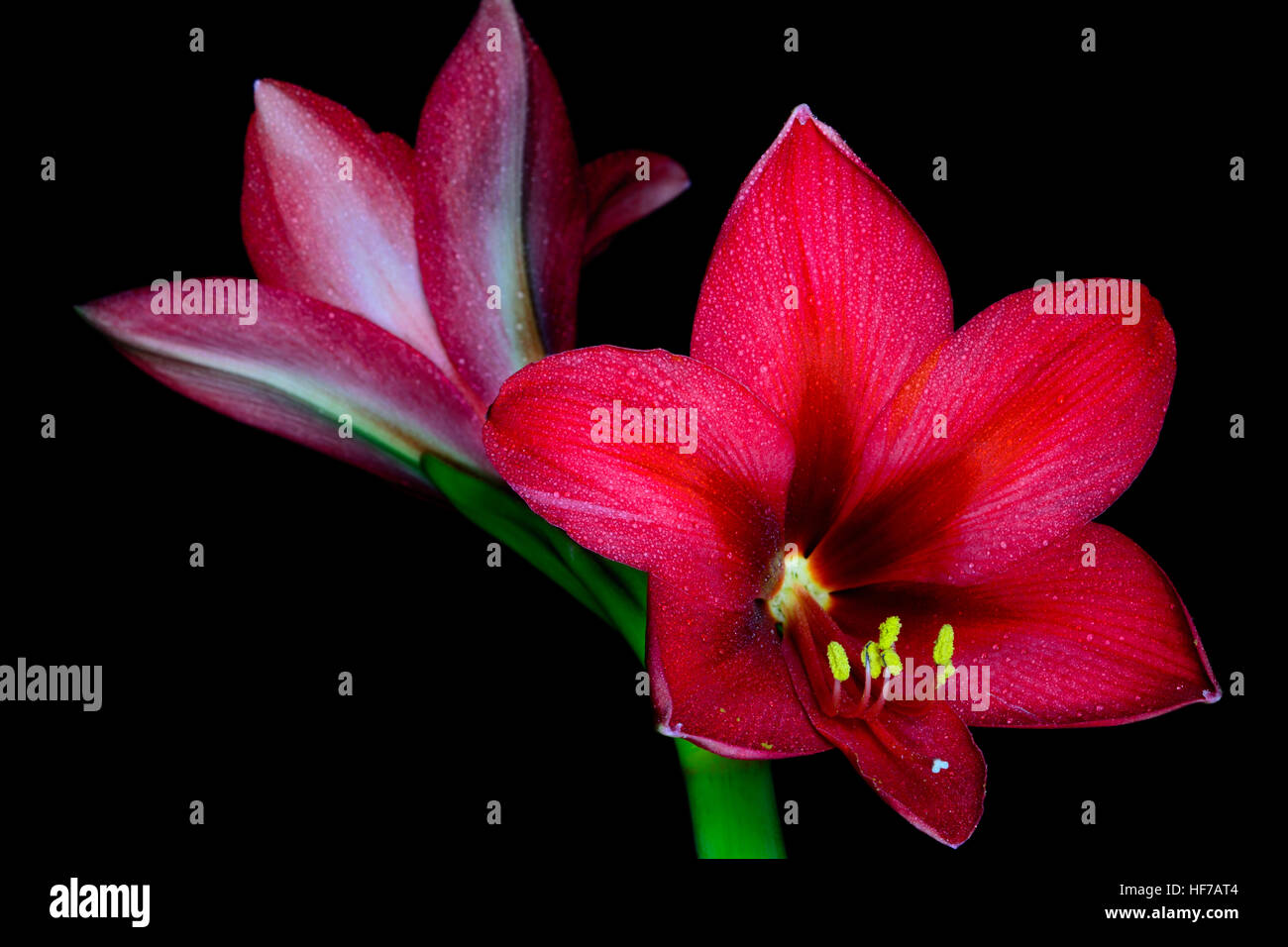 Bright Red Amaryllis flowers  - Hippeastrum - bloom against black background Stock Photo