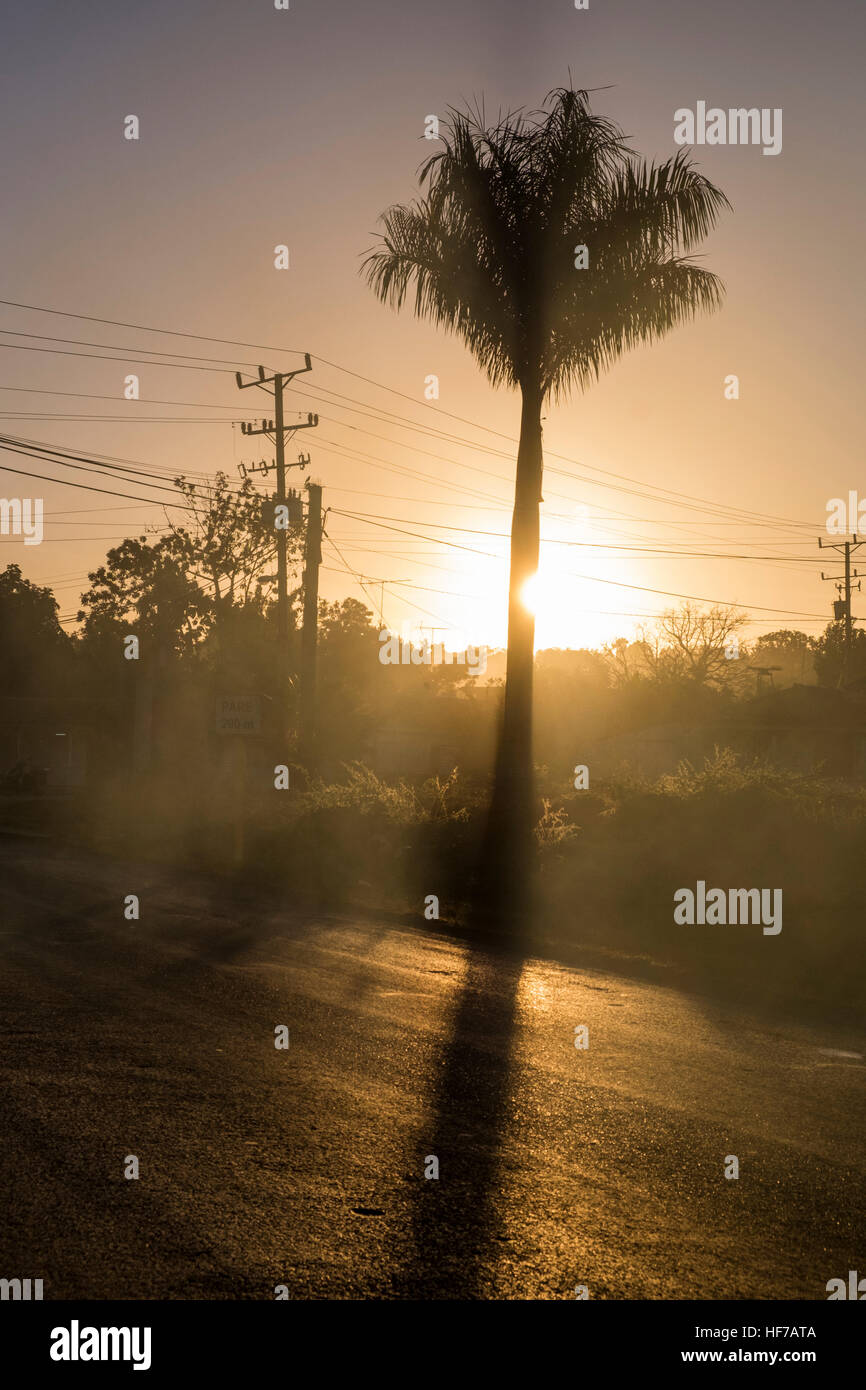 Palm tree and telegraph poles at dawn, Vinales, Cuba Stock Photo