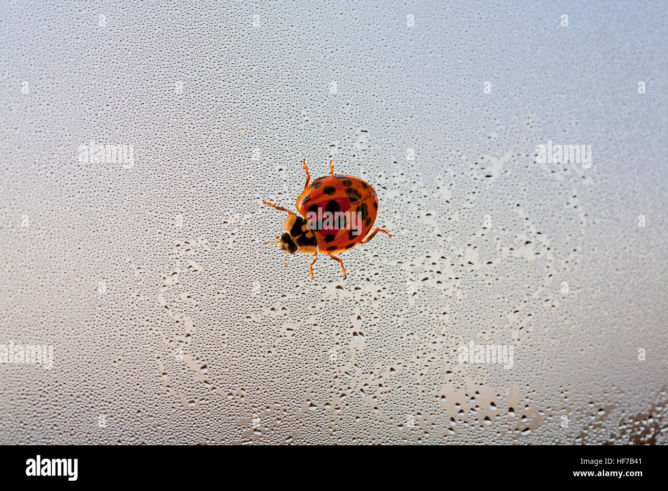 A single black spotted on red ladybird walking on a window covered in condensation and leaving a small trail Stock Photo