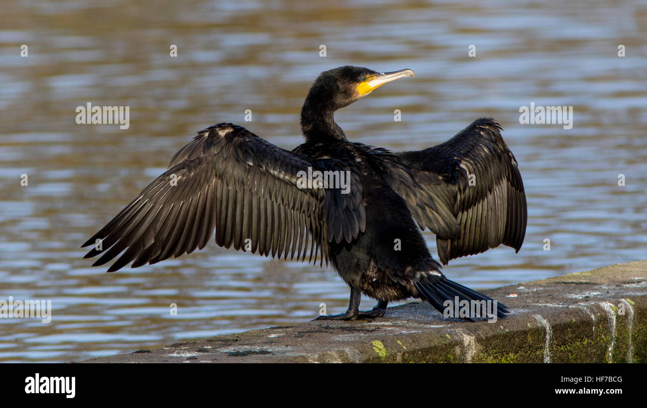 Great Black Cormorant (Phalacrocorax carbo) at a small lake in Southern Sweden Stock Photo