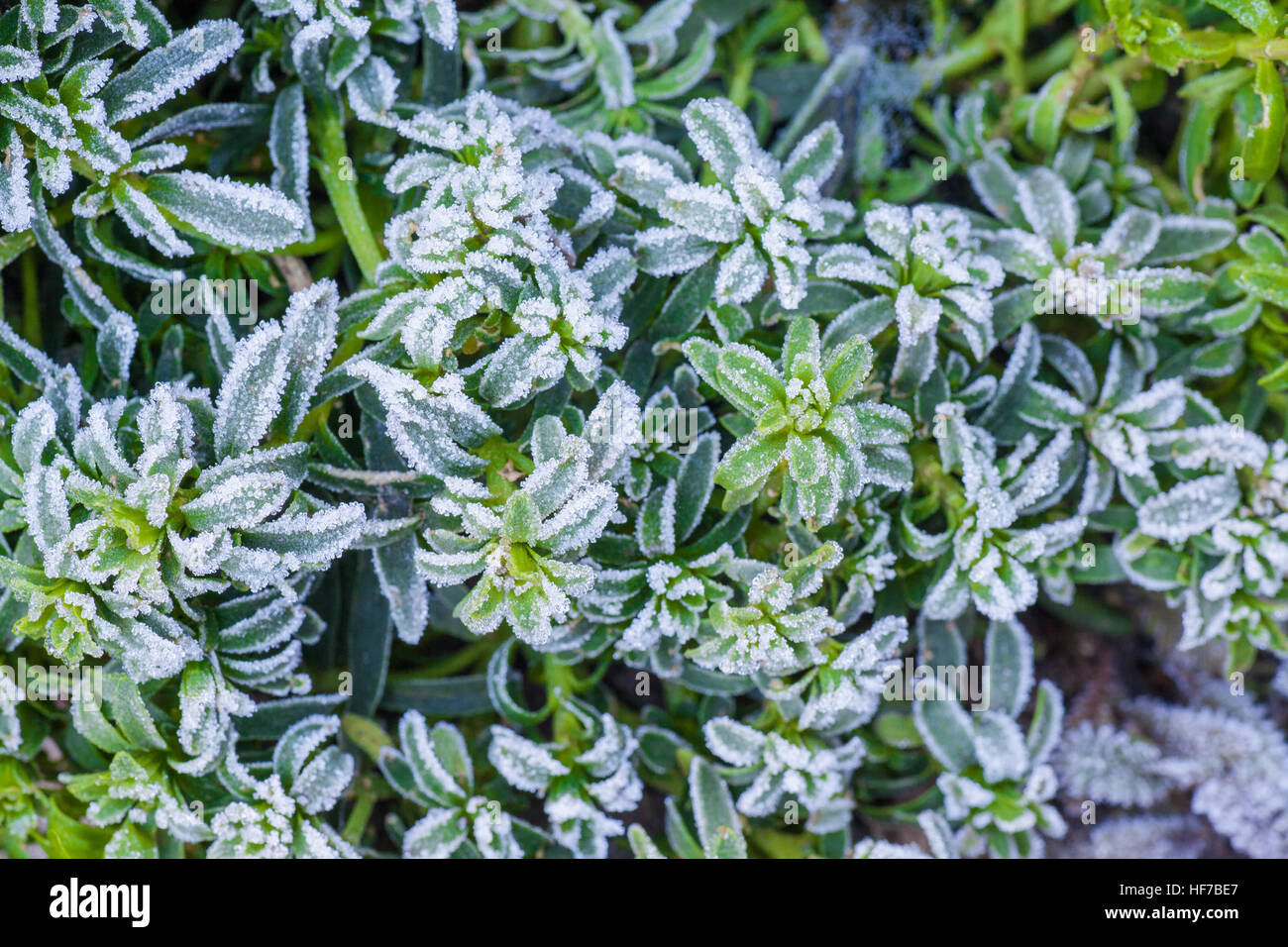 Frost covers leaves hi-res stock photography and images - Alamy