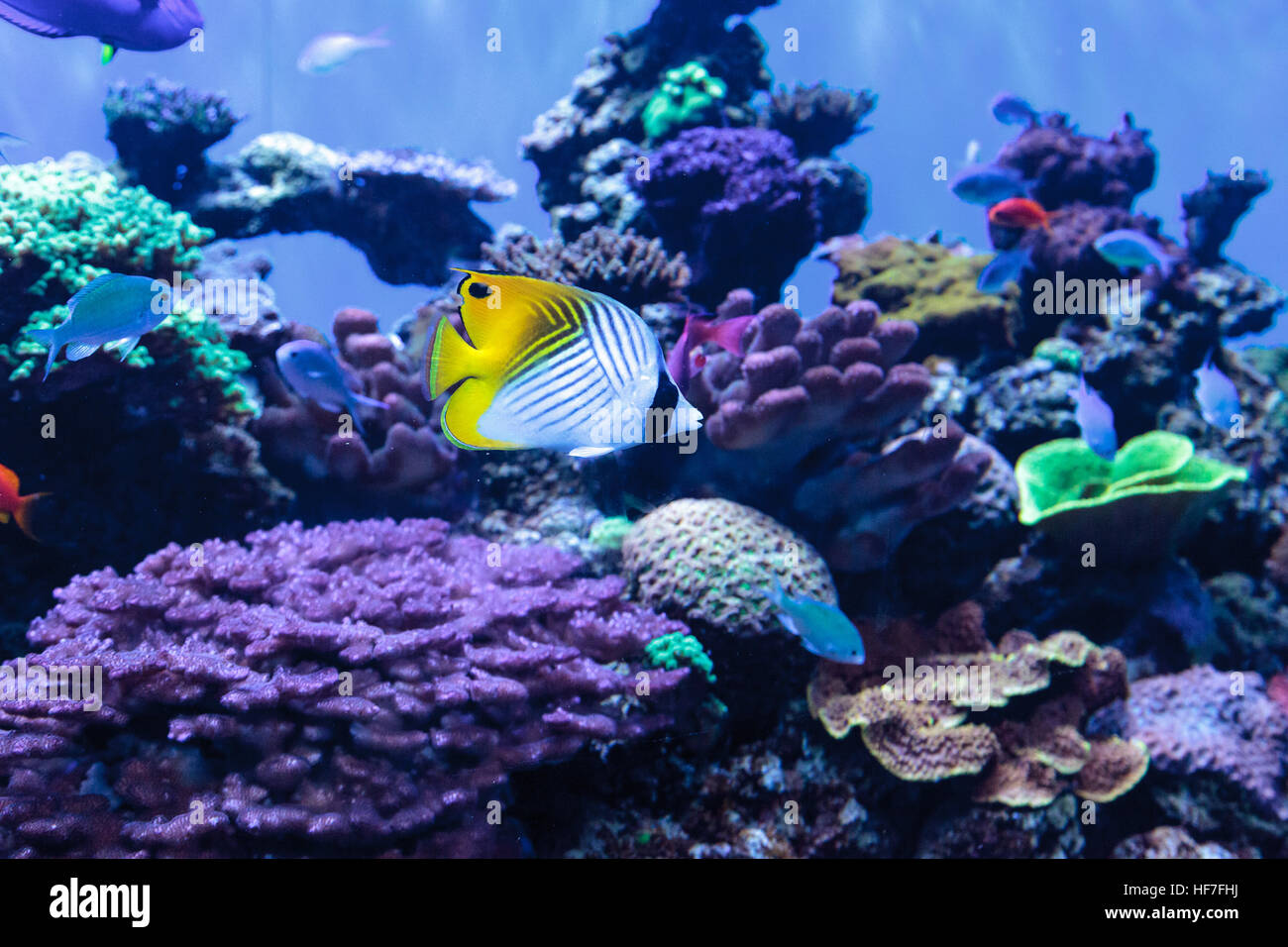 Threadfin butterflyfish known as Chaetodon auriga with a blue green Chromis fish in a coral reef Stock Photo