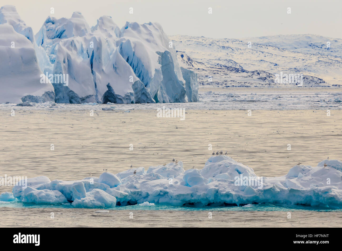 Huge drifting blue icebergs with sitting seagulls at Ilulissat fjord Stock Photo