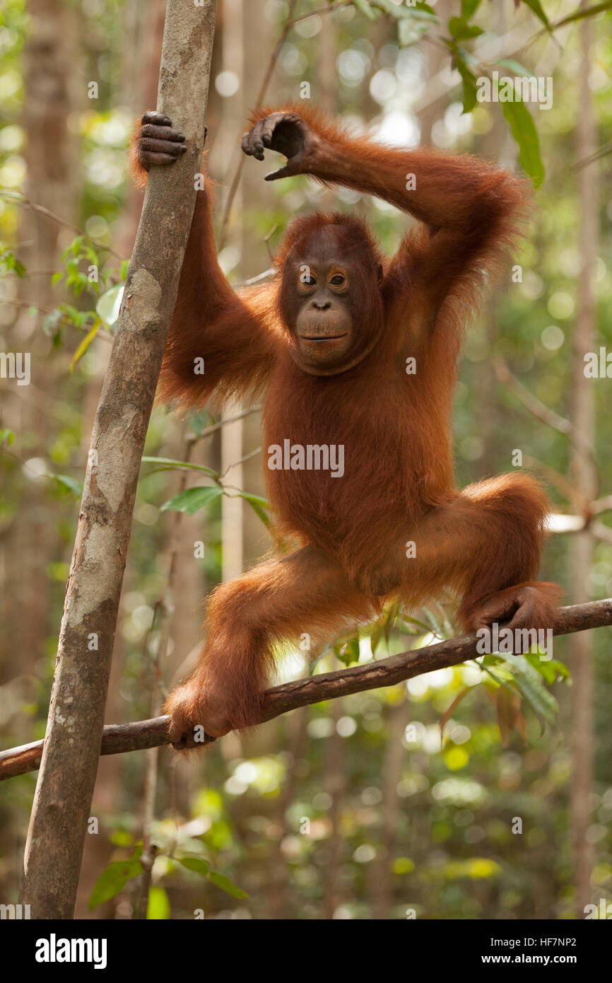 Young wild Orangutan climbing tree at Camp Leakey in Borneo tropical rainforest. Pongo pygmaeus. Critically endangered species Stock Photo