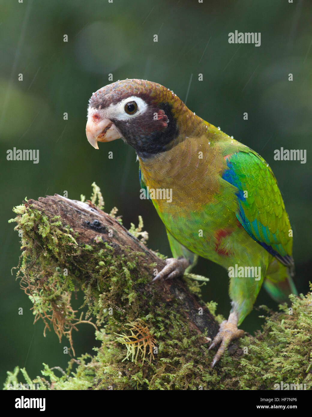 Brown-hooded Parrot (Pyrilia haematotis) perched on rainforest branch in the rain Stock Photo