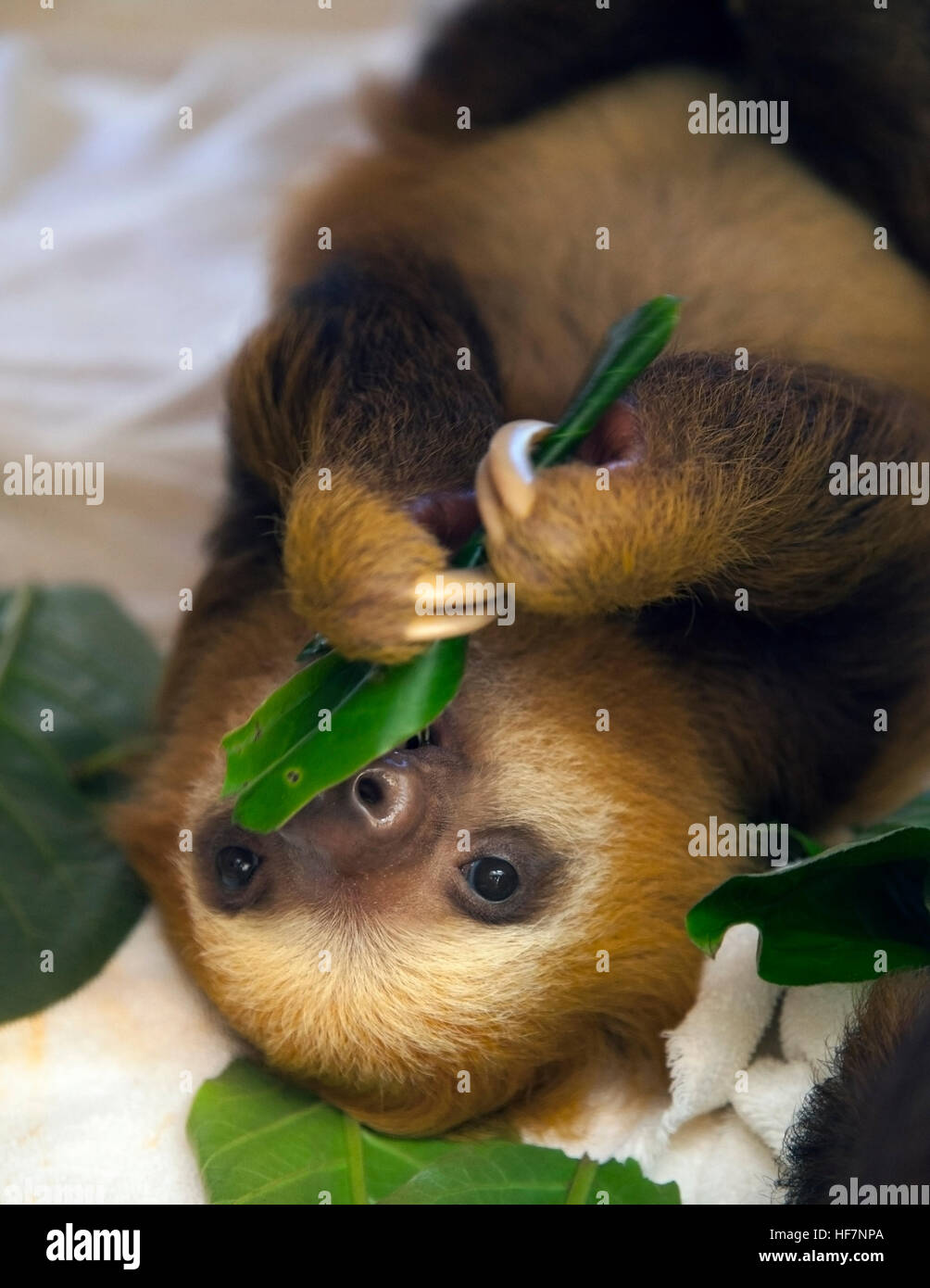 Baby orphaned Hoffmann's Two-toed Sloth (Choloepus hoffmanni) feeding on leaves at the Sloth Sanctuary Stock Photo