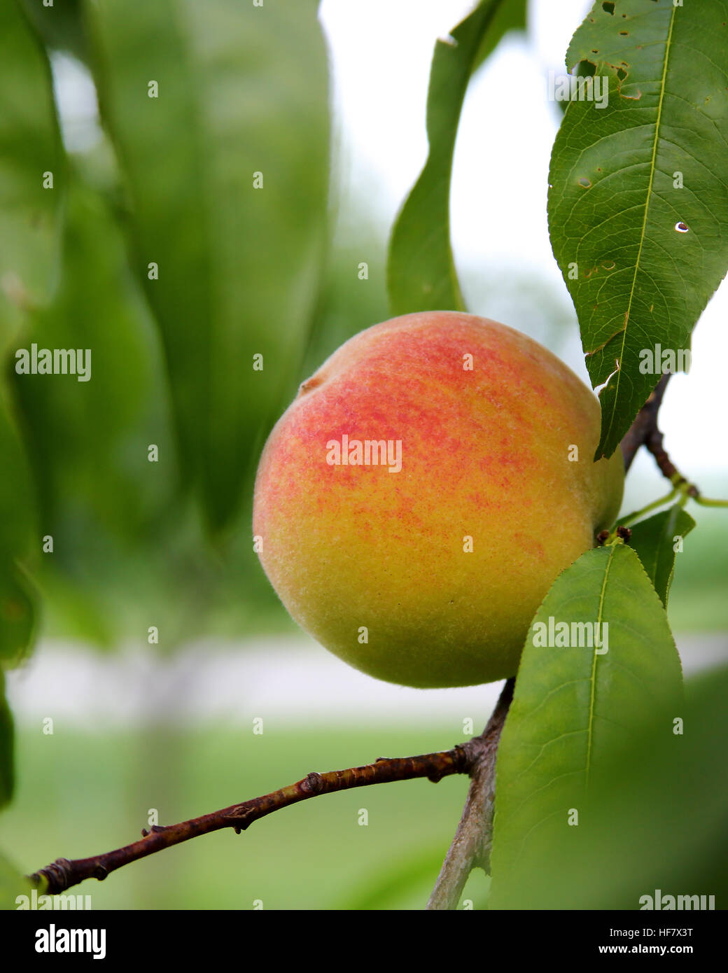 Ripe peach hanging on the branch with green leaves in a garden Stock ...