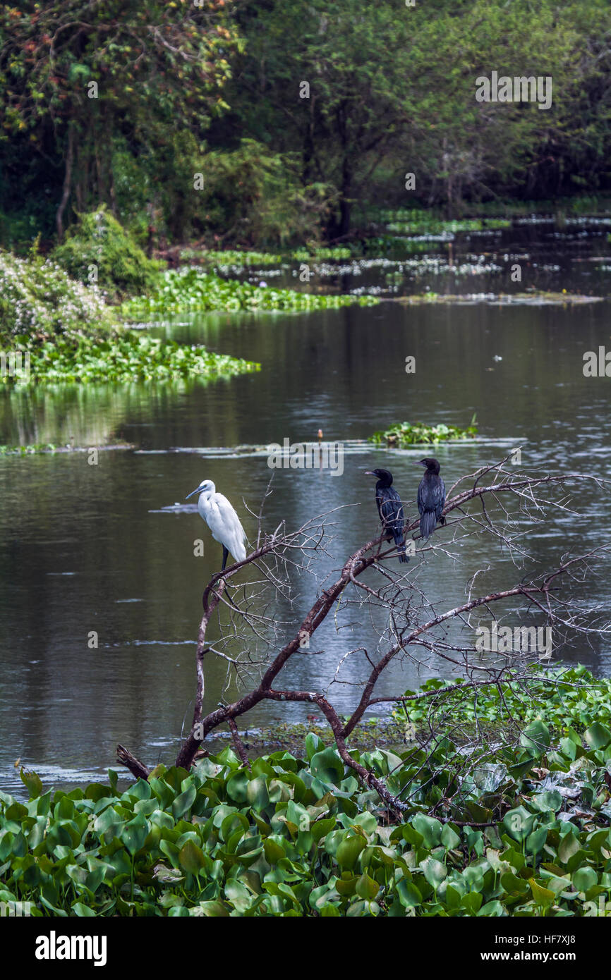Thabbowa nature reserve, Sri Lanka bird sanctuary Stock Photo Alamy