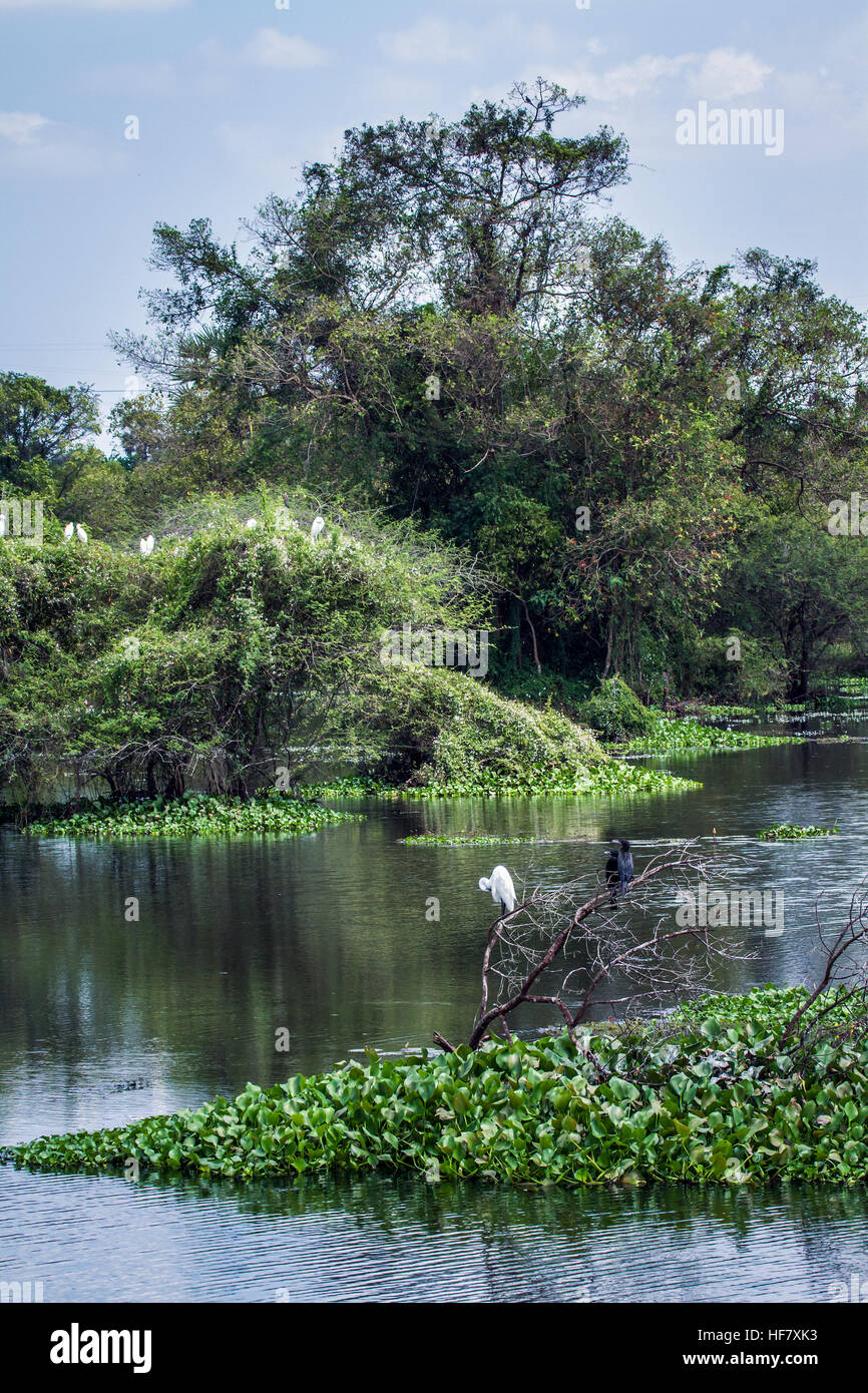 Thabbowa nature reserve, Sri Lanka bird sanctuary Stock Photo Alamy