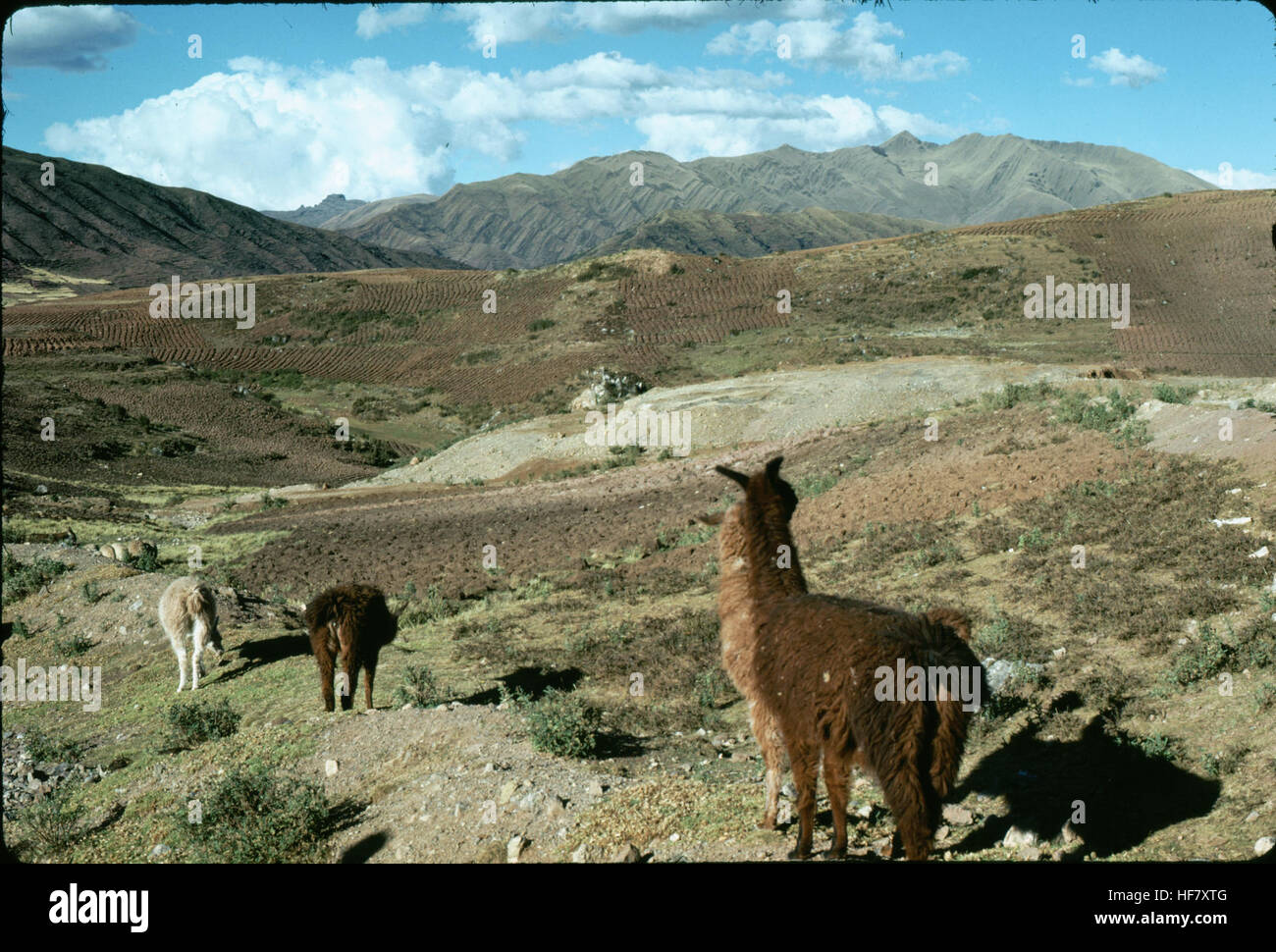 Lamas and agriculture outside of Cuzco, Peru. Stock Photo