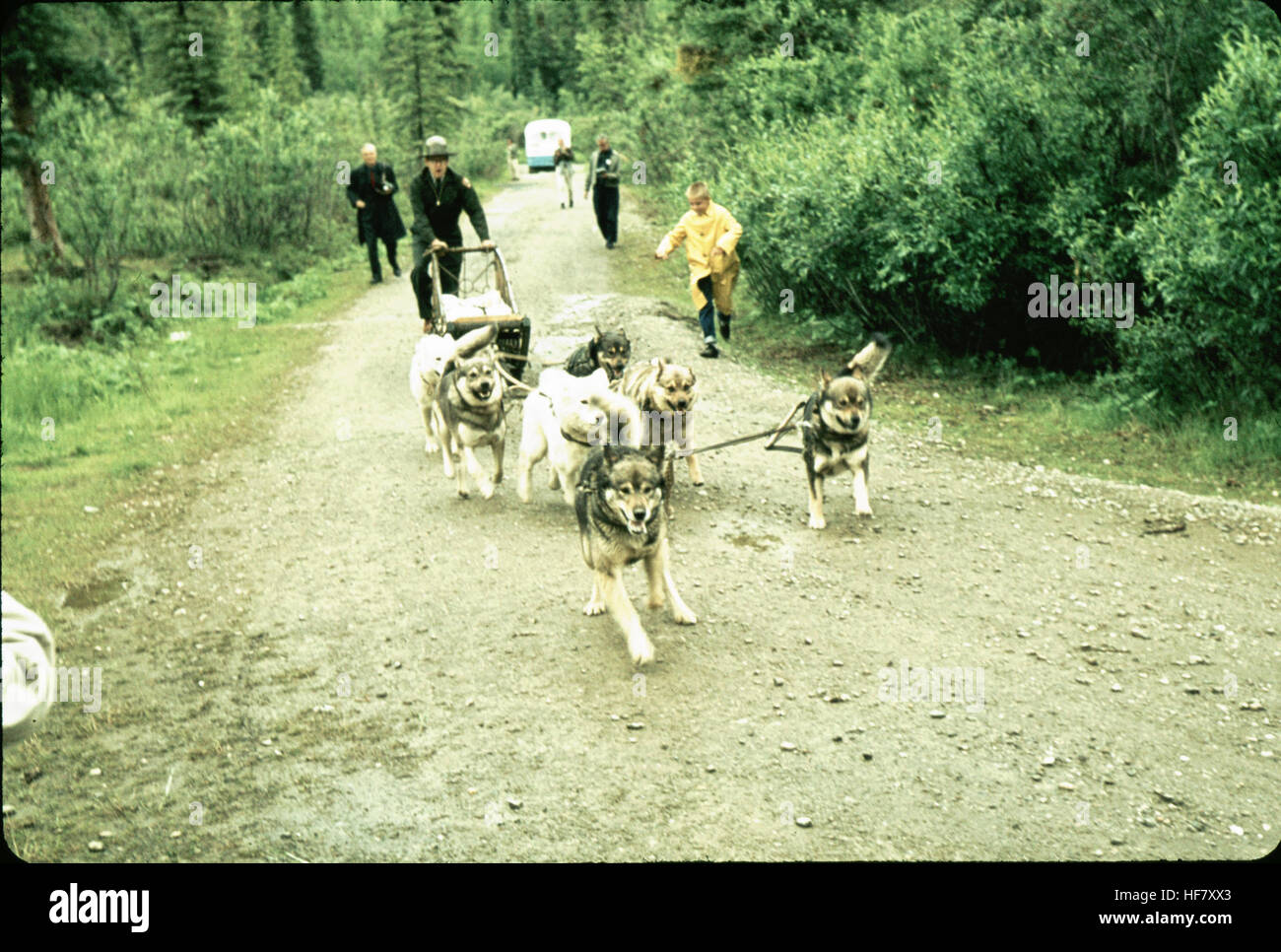 Dogs pulling sledge on gravel road; McKinley National Park, Alaska. Stock Photo