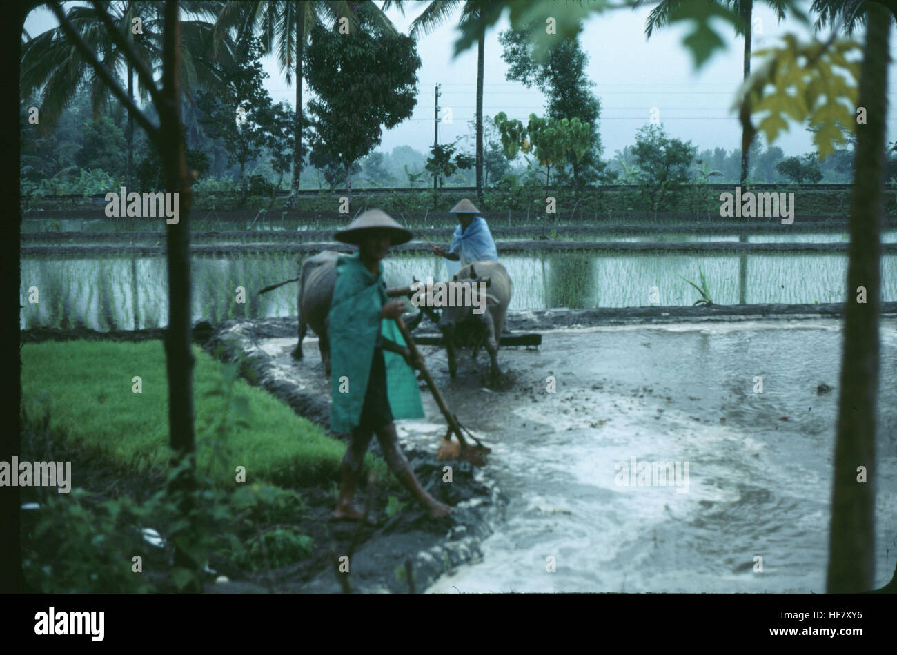 People working in the rice fields; near Yogjakarta, Java, Indonesia. Stock Photo