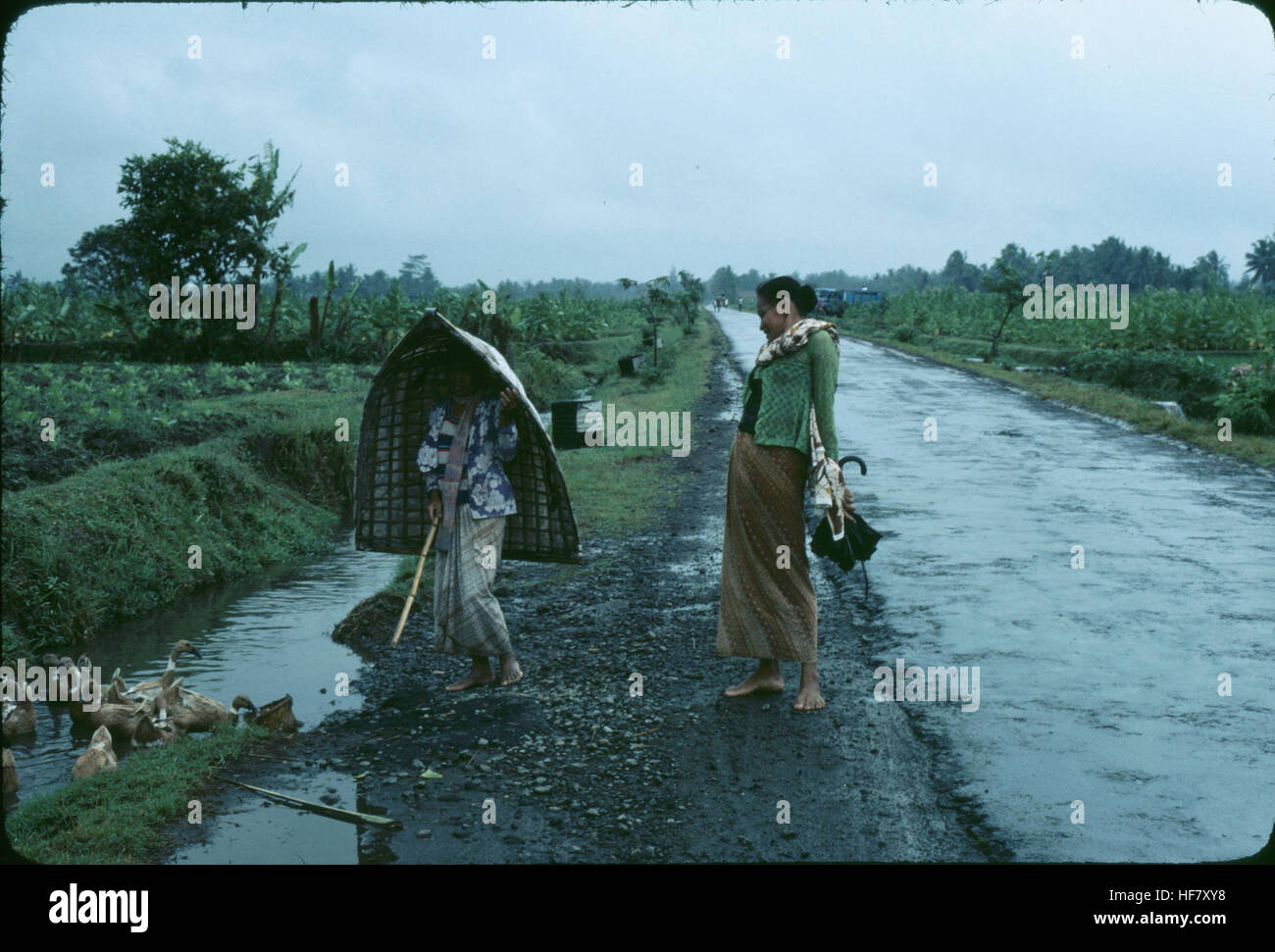 Woman herding her ducklings in the rain; area of Jogjakarta, Java, Indonesia. Stock Photo