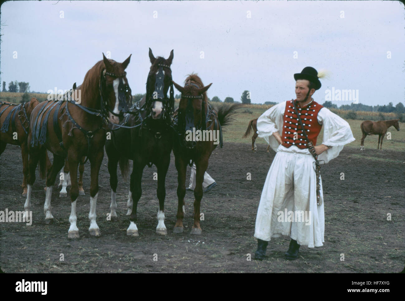 Horses in the steppes of the Puszta, Hungary.  Flamboyant traditional outfit of the horseman. Stock Photo