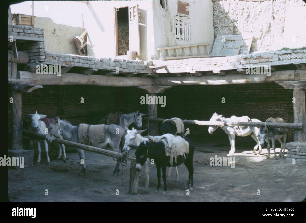 Donkeys tied to a hitching post, street scene; Bukhara, Uzbekistan. Stock Photo