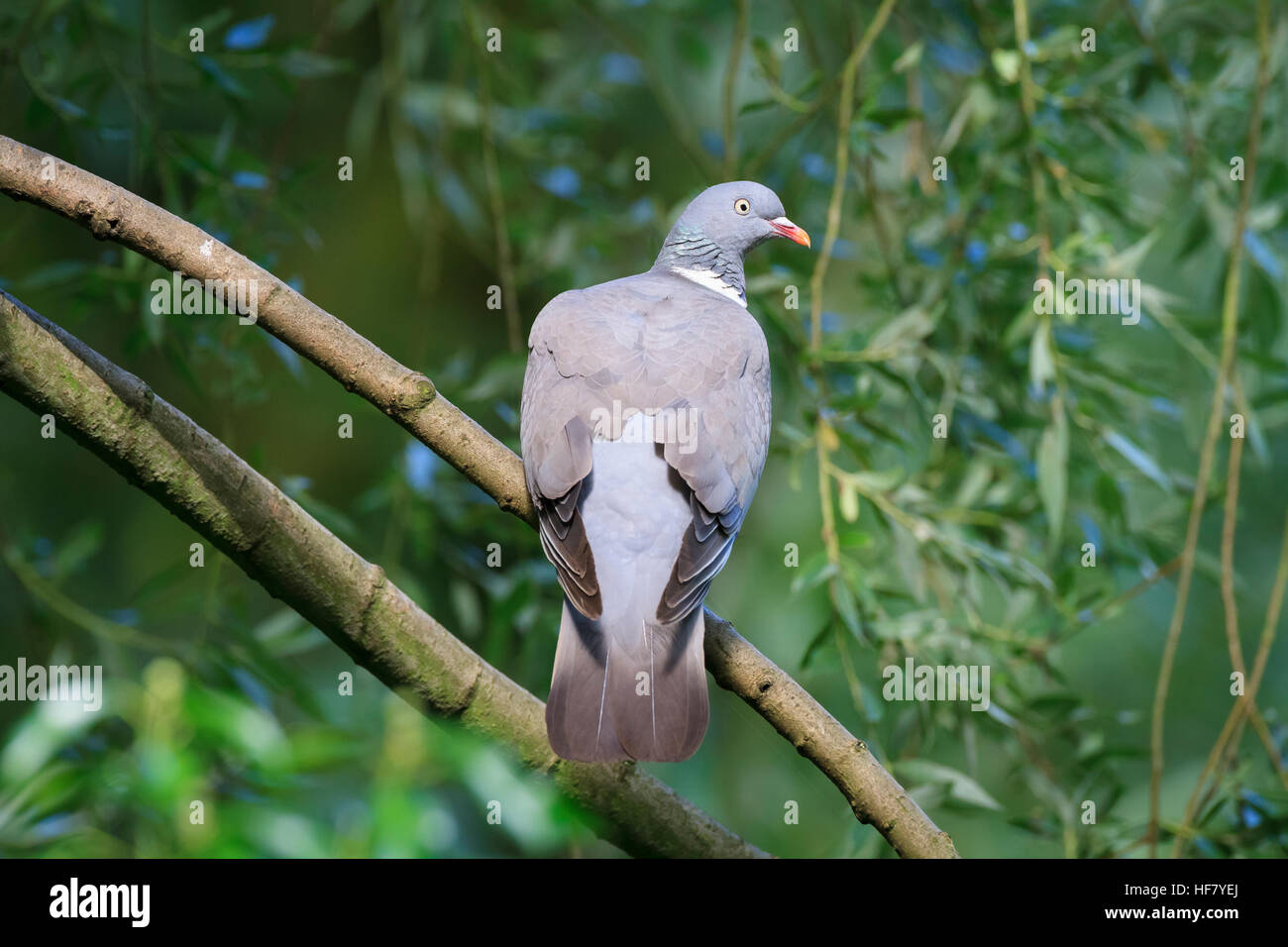 Common wood pigeon hi-res stock photography and images - Alamy