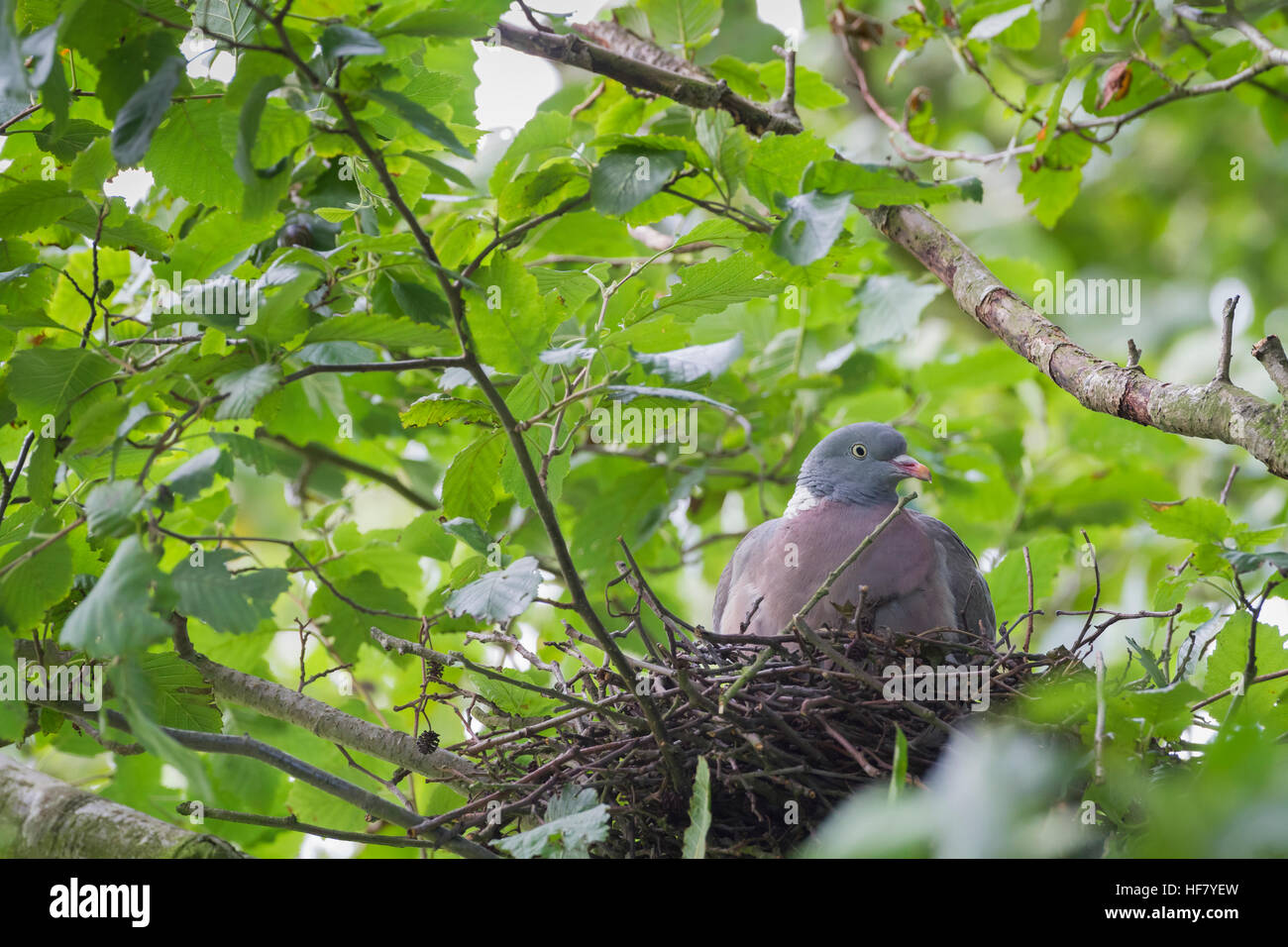 Common wood pigeon nest hi-res stock photography and images - Alamy