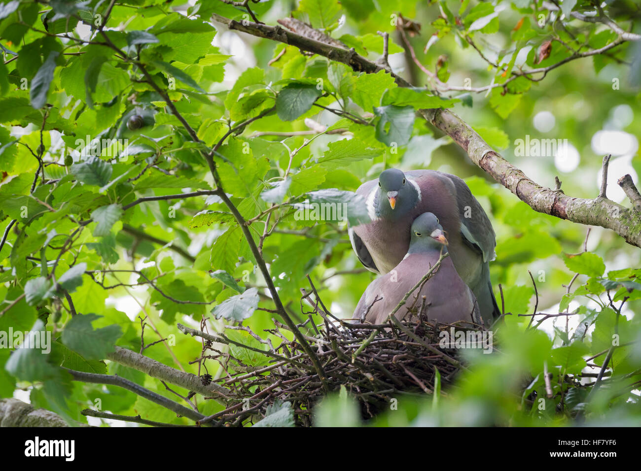 nesting-common-wood-pigeon-hi-res-stock-photography-and-images-alamy