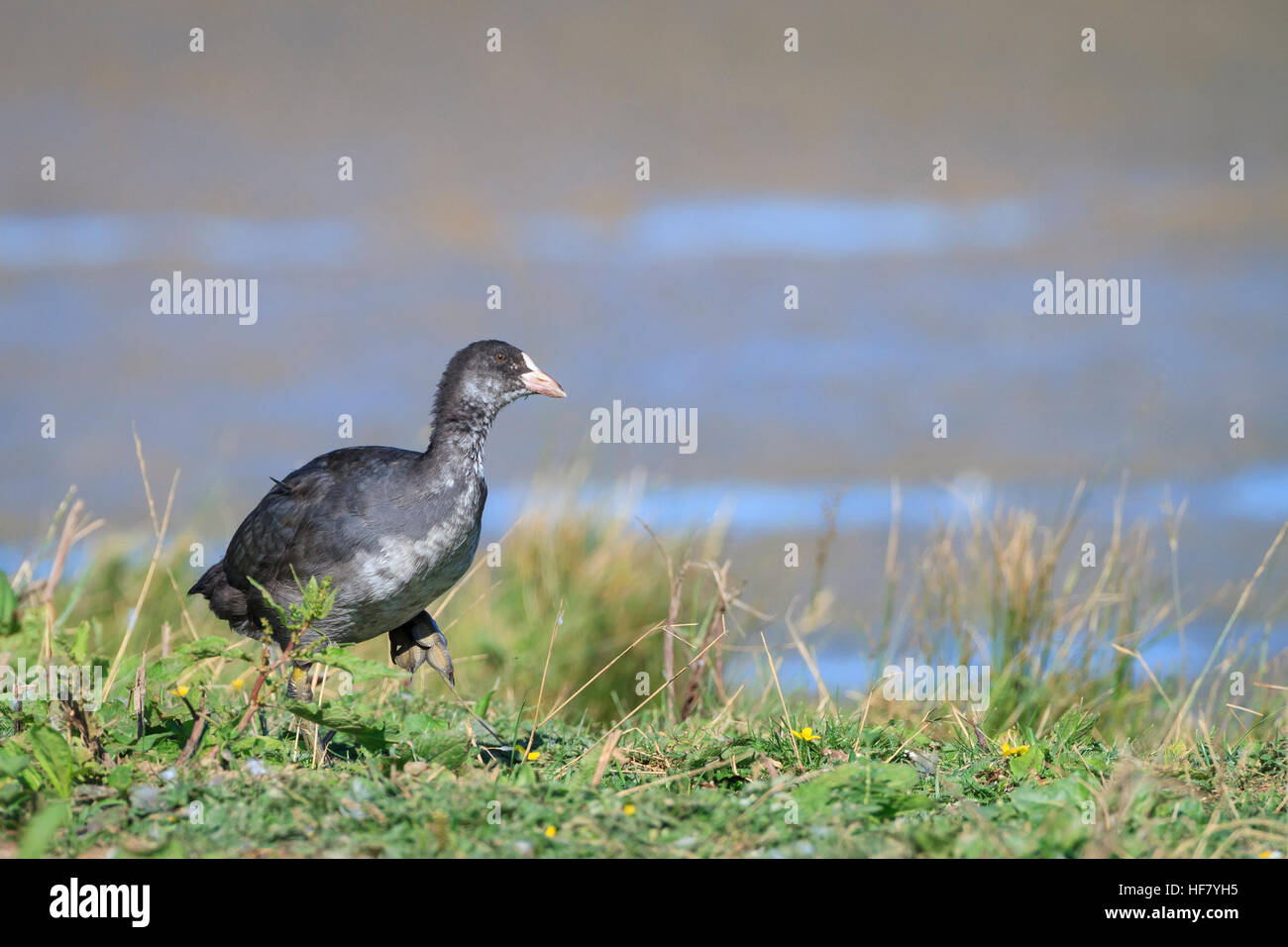 Coot juvenile in uk hi-res stock photography and images - Alamy
