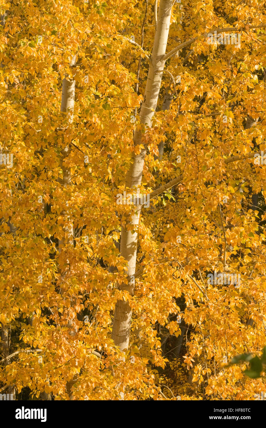 Paper birch tree hires stock photography and images Alamy