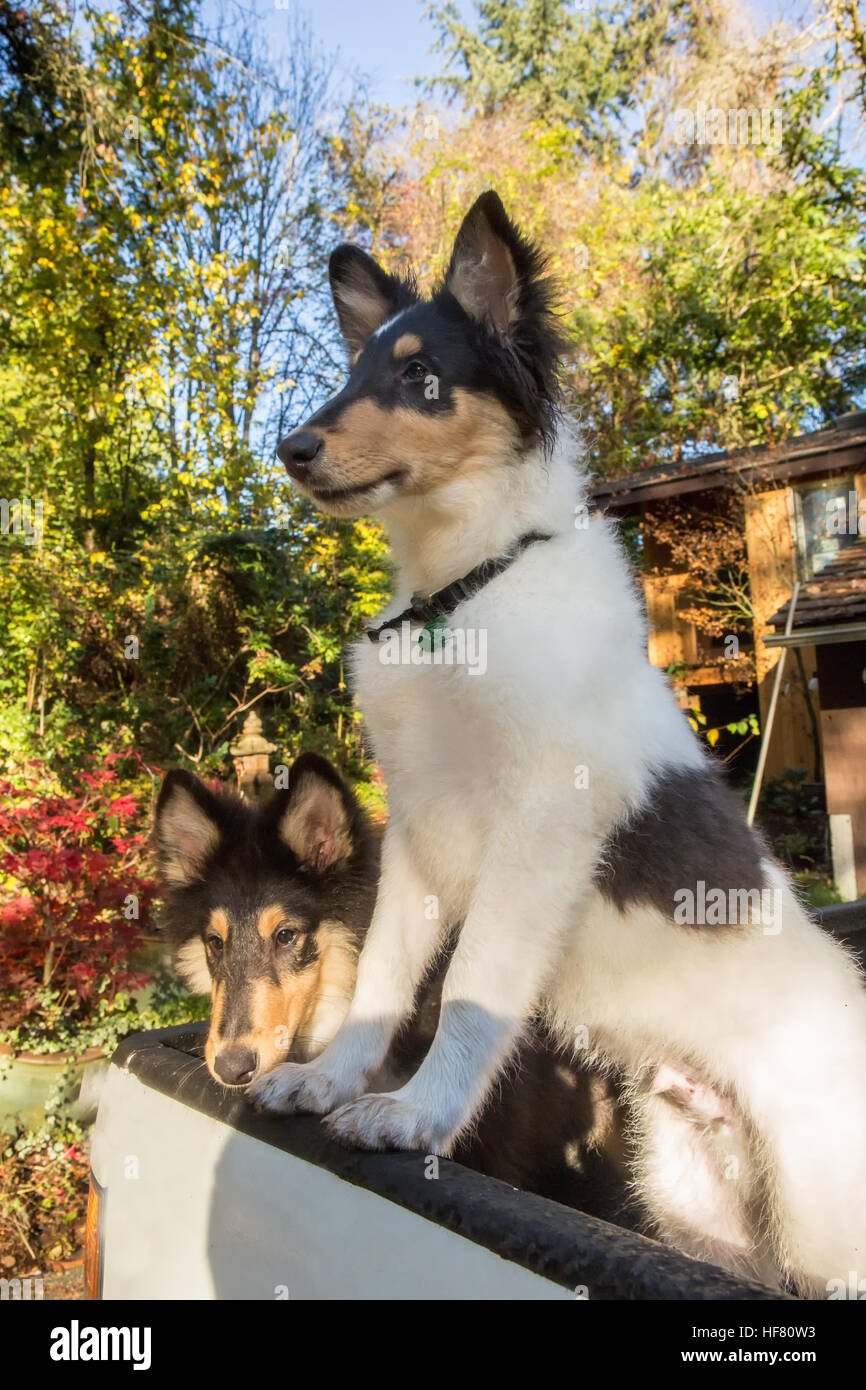 collie life rough collie puppies